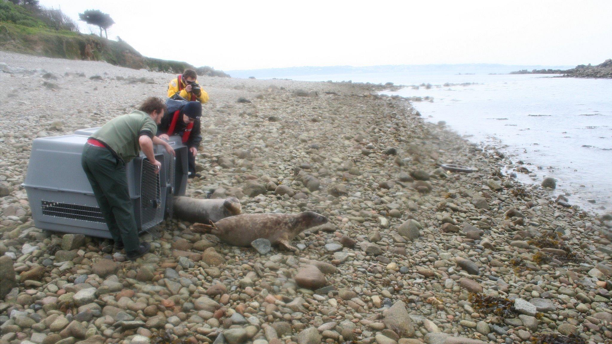 Seal pups being released on Jethou by GSPCA