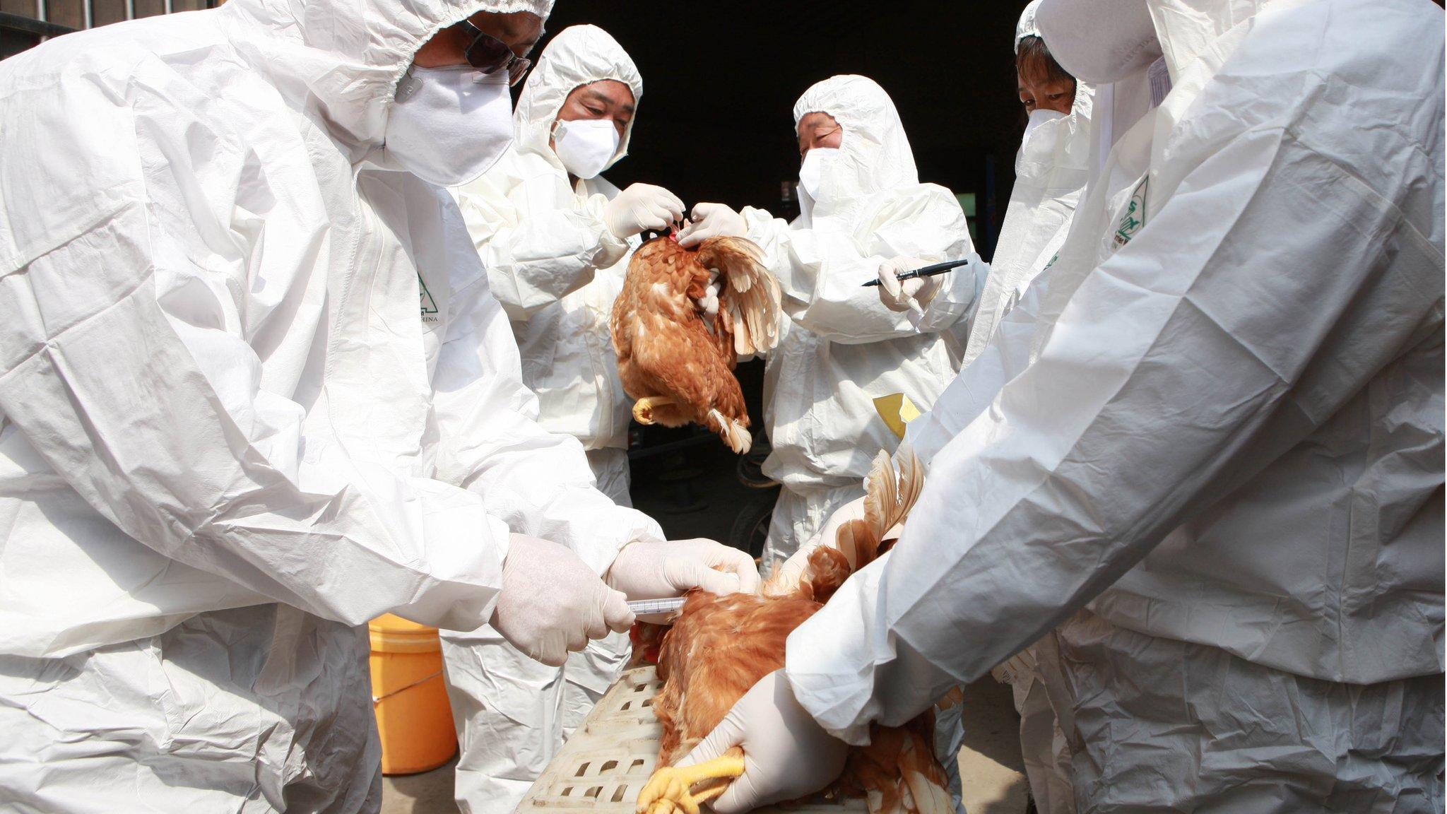 Health workers inspect chickens