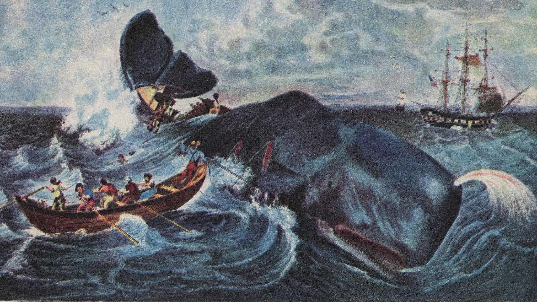 The capture of a sperm whale in the Pacific Ocean, 1835 by J. Hill, from a sketch by Cornelius B. Hulsart.