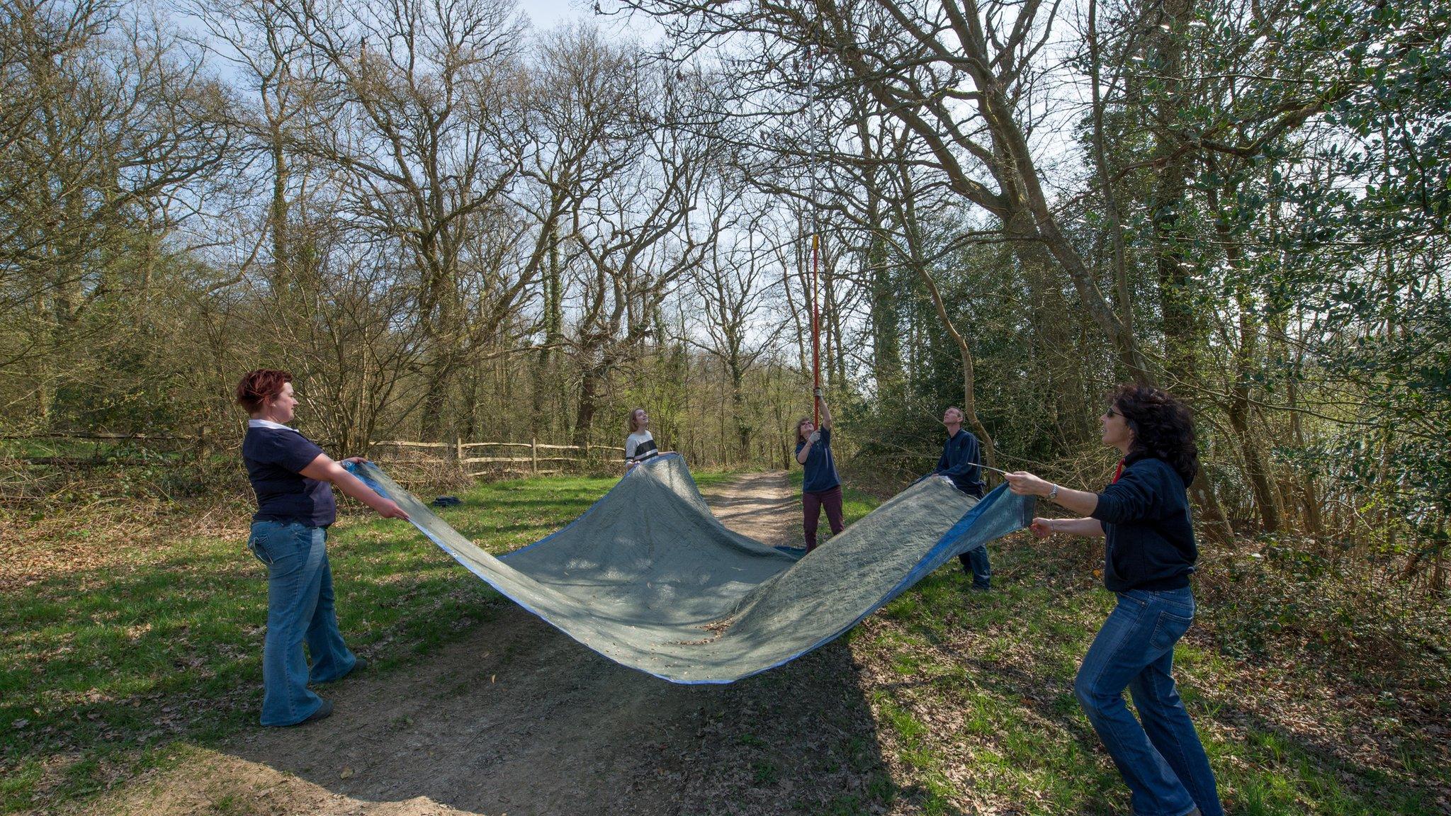 Kew staff collecting ash seeds (Image: Andrew McRobb/Kew)