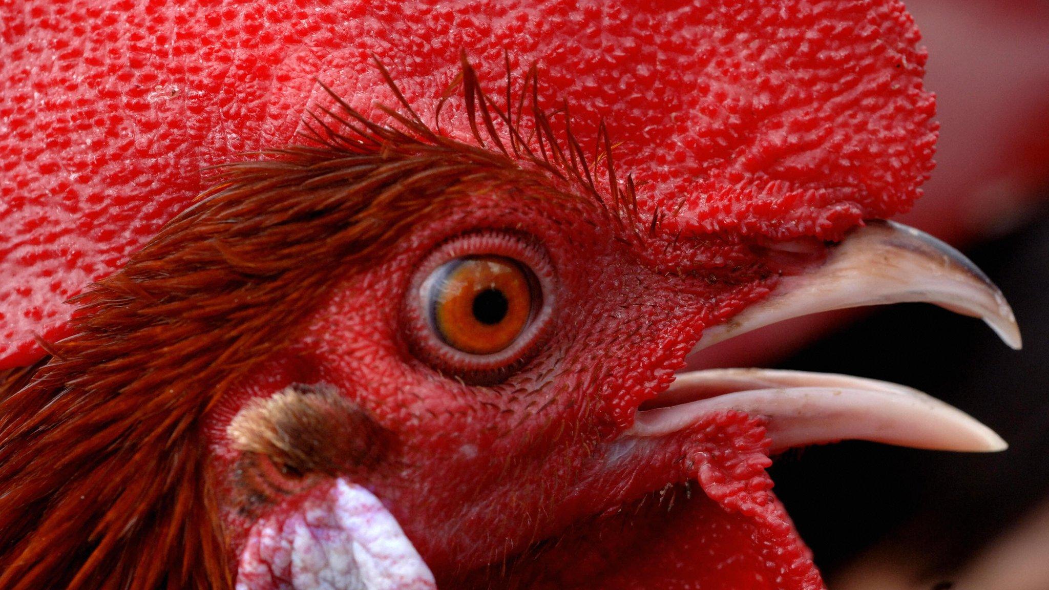 Cockerel