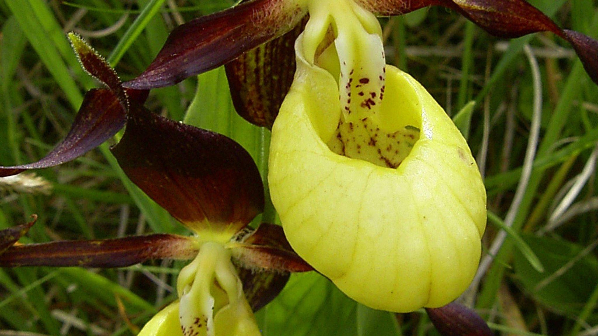 Lady's Slipper orchid