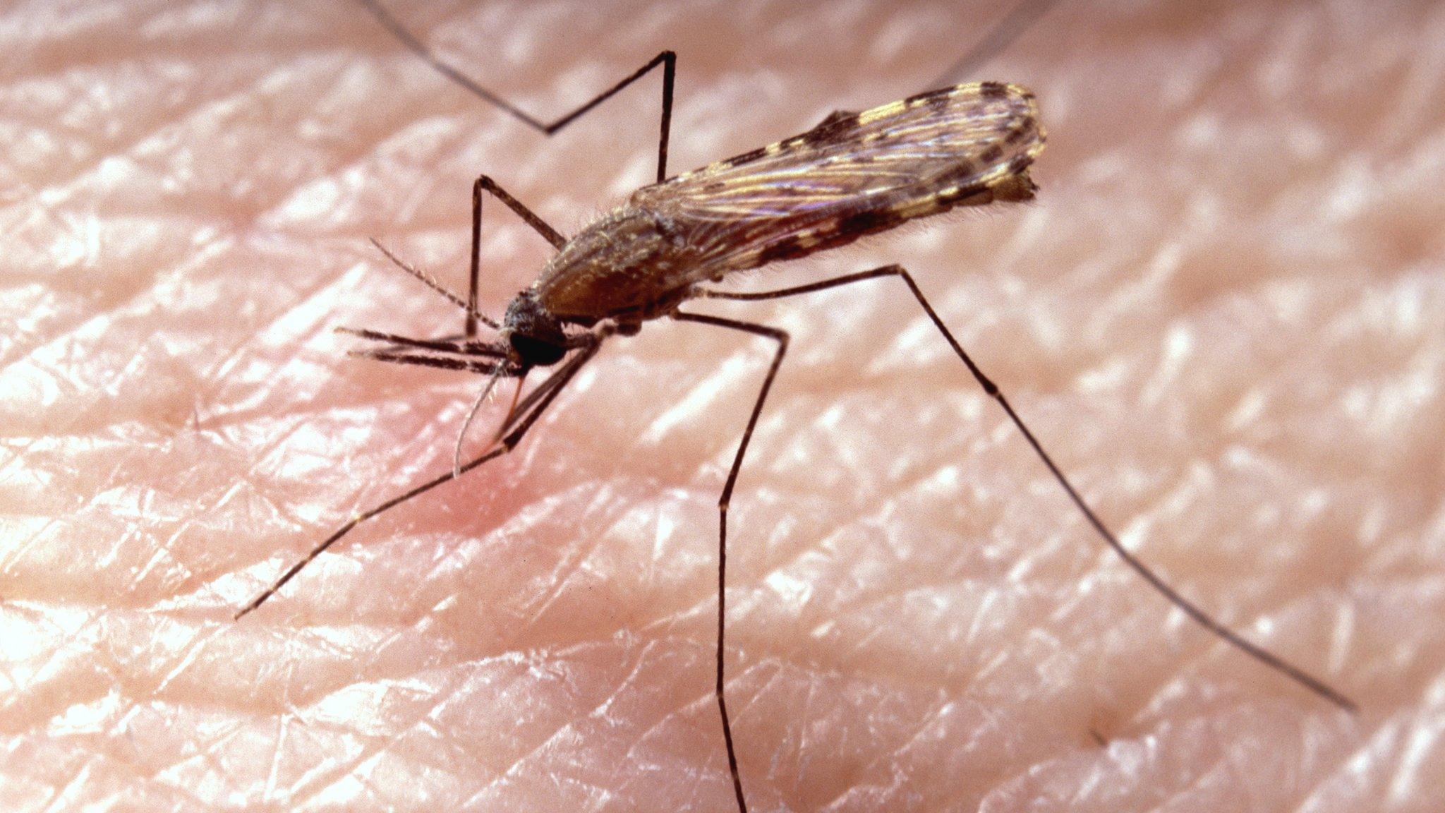 Anopheles gambiae mosquito