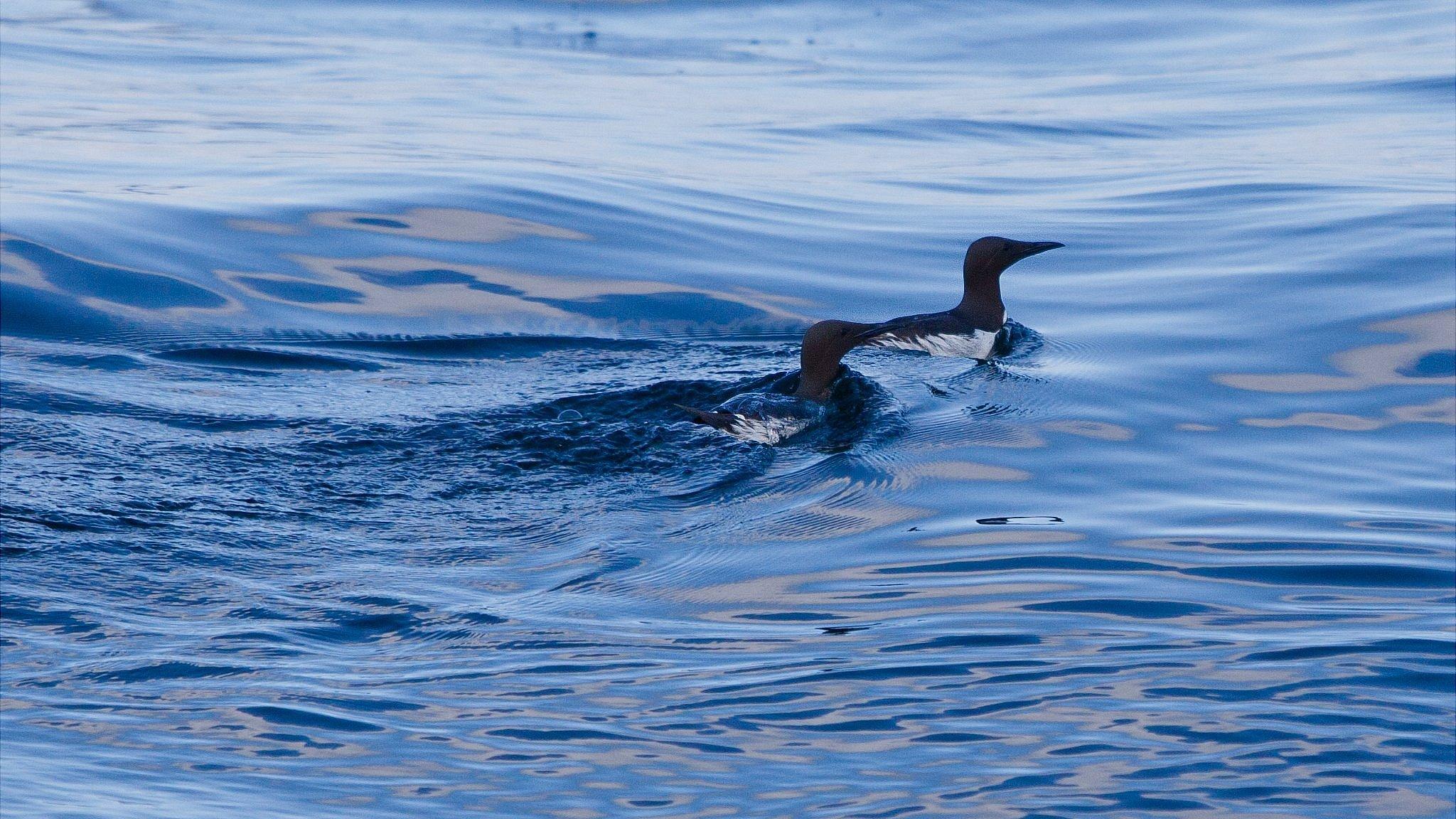 Guillemots seen swimming in the Swinge off Alderney covered in a glue like substance (photo: Jake Woodnutt)