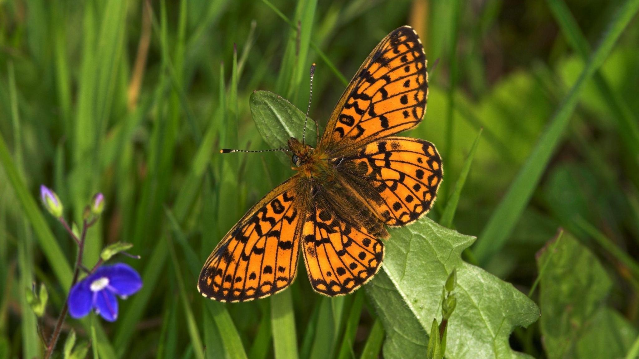 Pearl-Bordered Fritillary