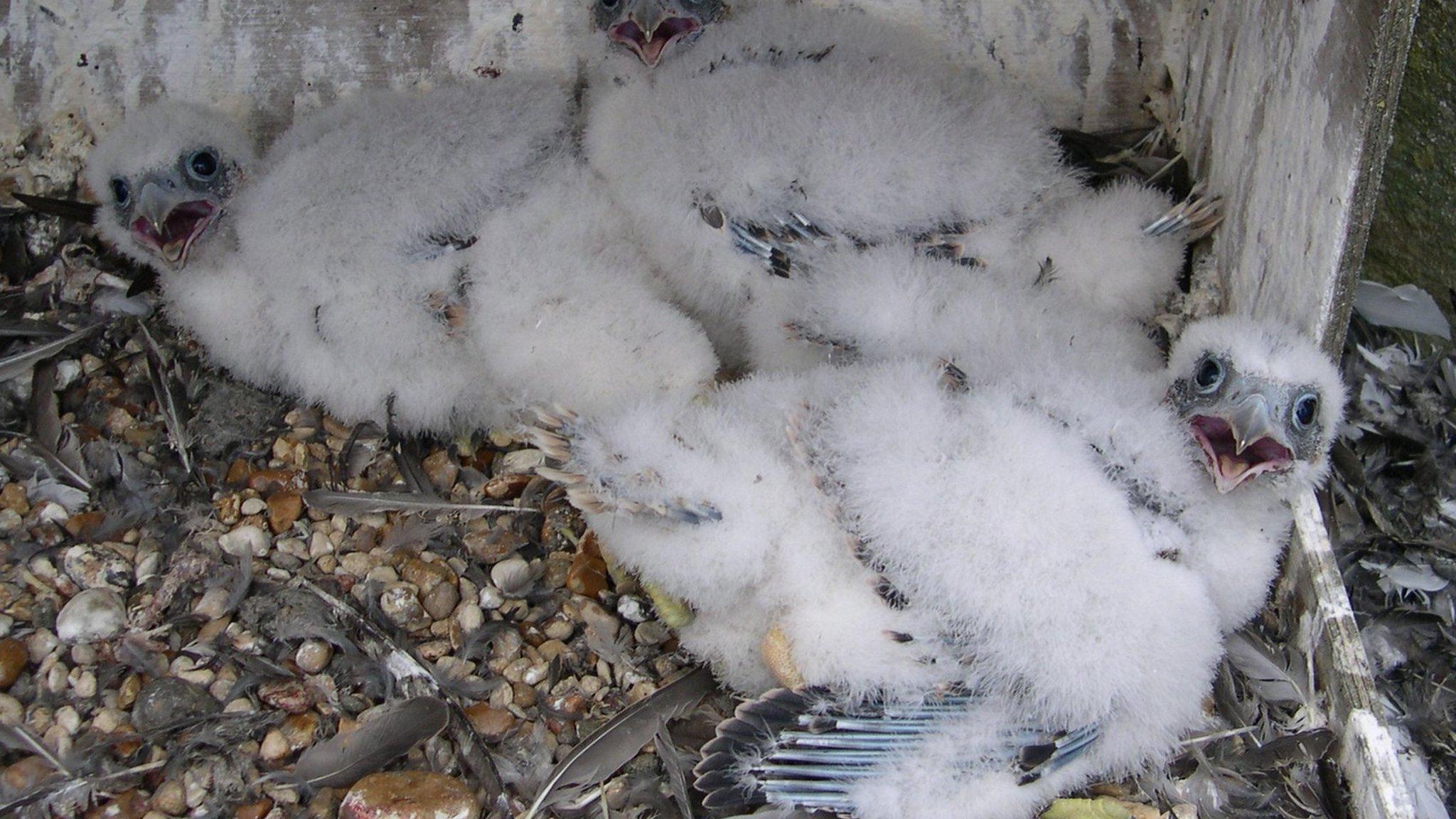 Chichester Cathedral peregrine falcon chicks