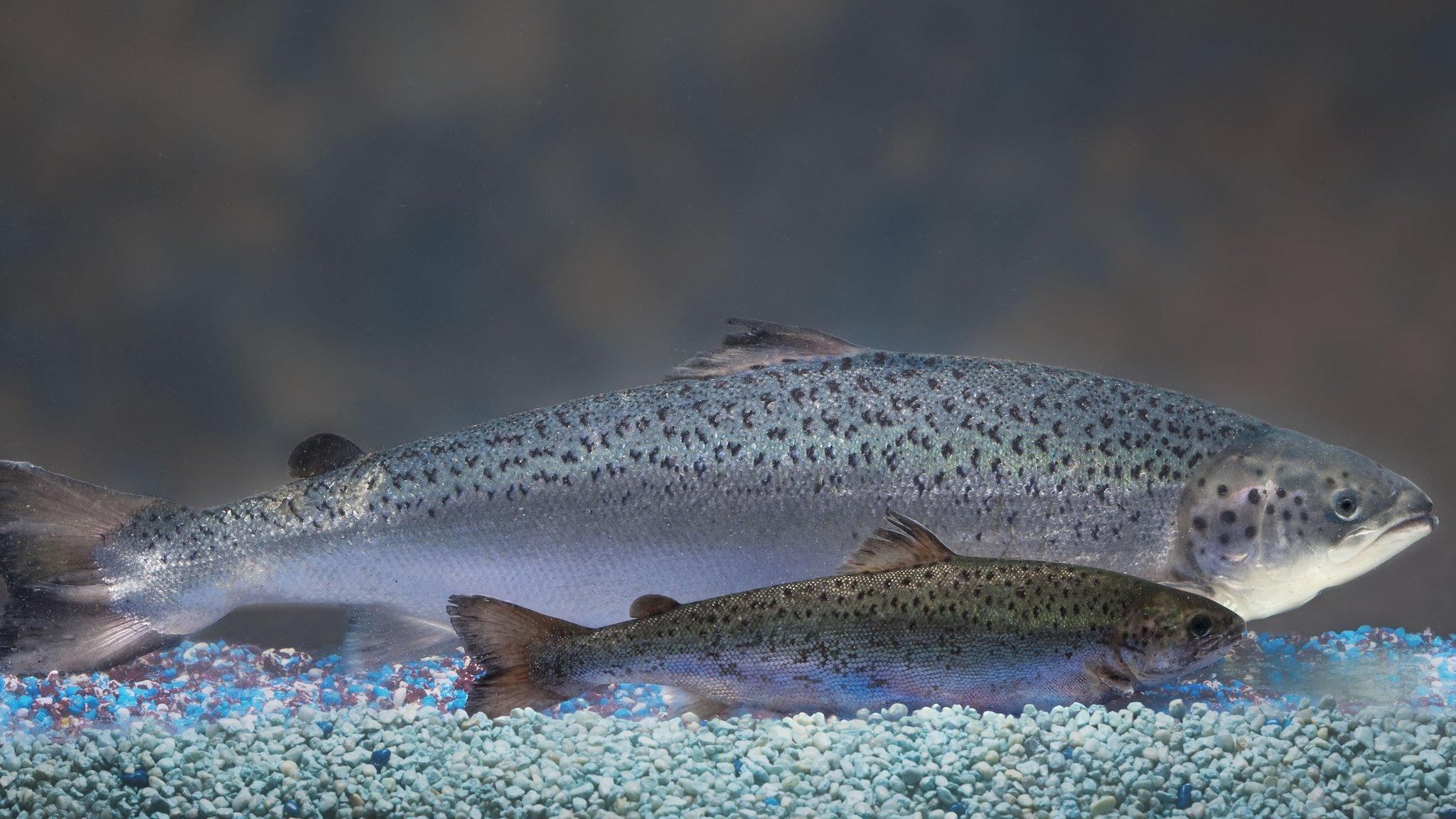 Transgenic salmon next to a non-transgenic salmon of the same age