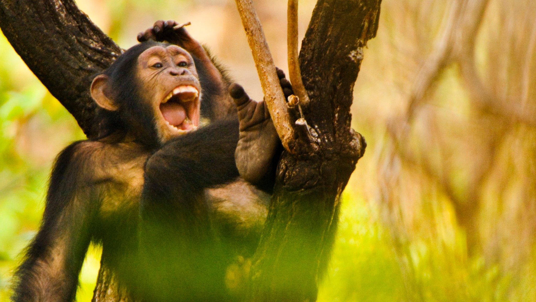 Chimpanzee (c) Science Photo Library