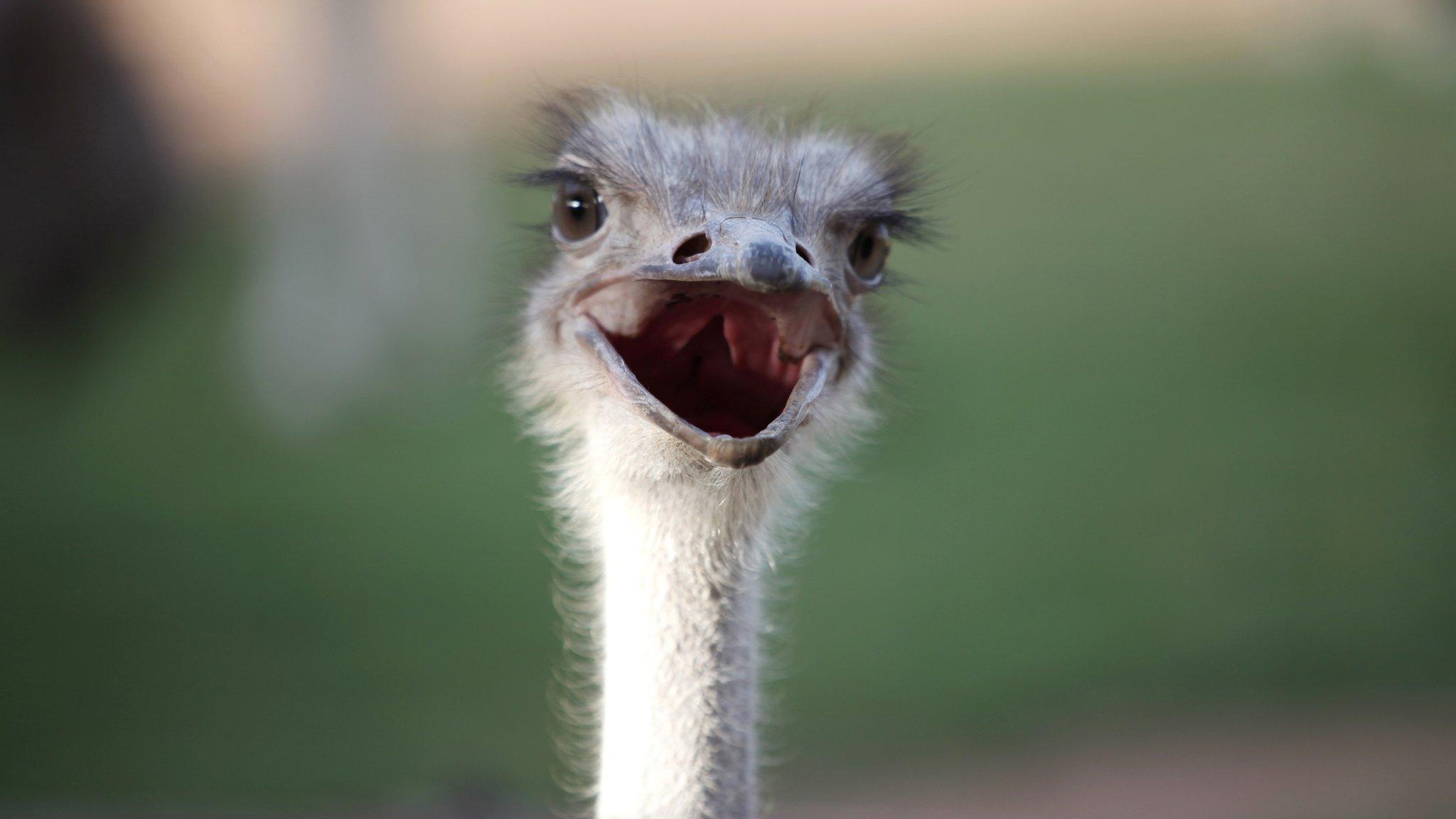 Ostrich