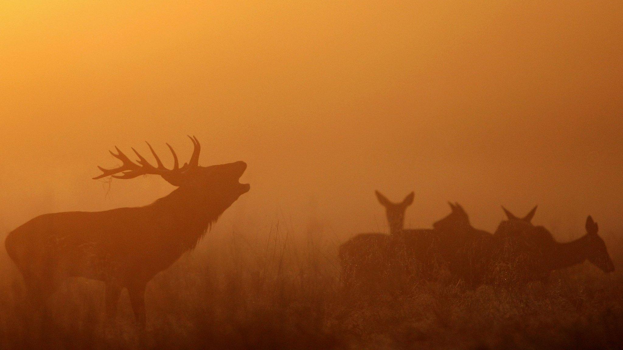 Red deer