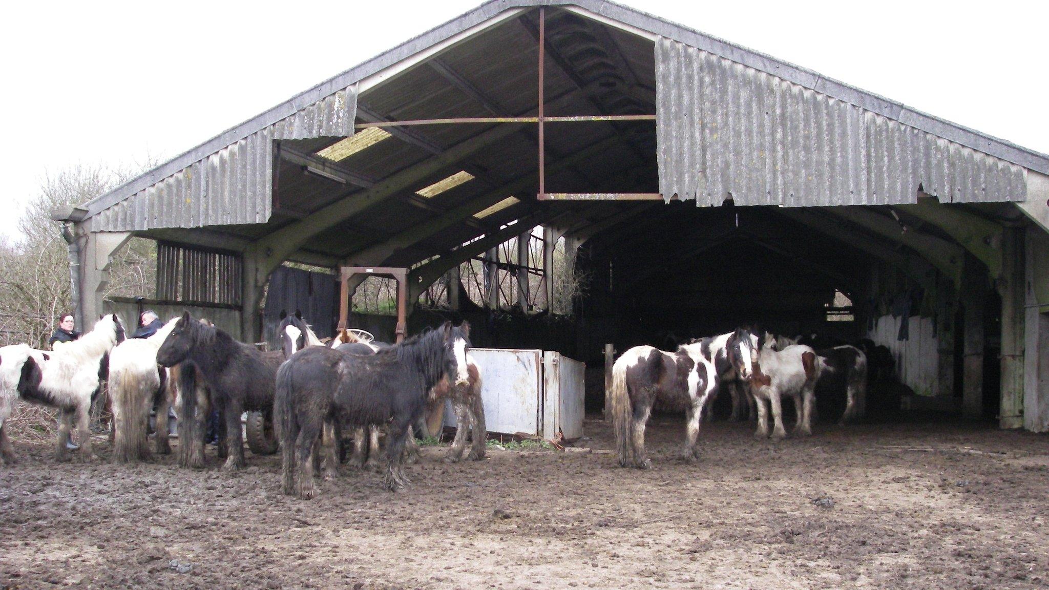 Horses found at a barn in Bridgend