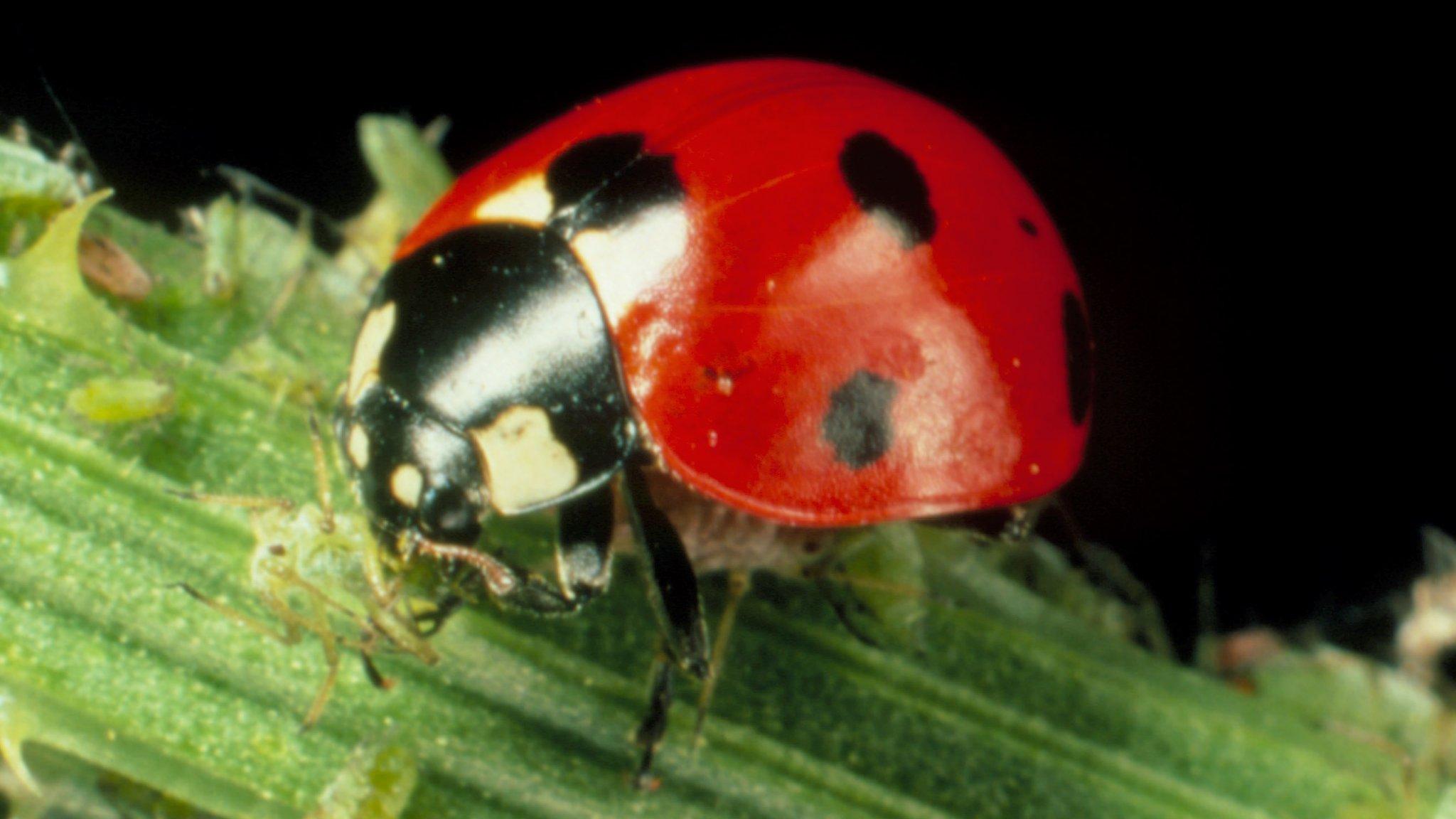 Seven-spotted ladybird eating an aphid.