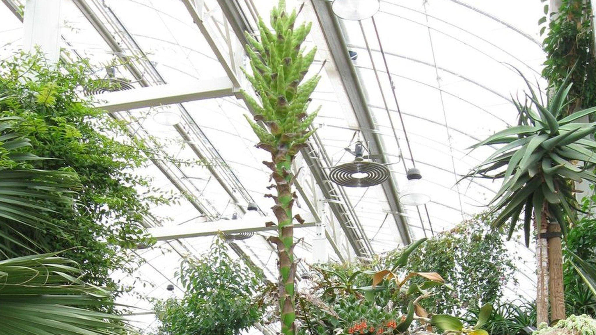 Puya chilensis at Wisley