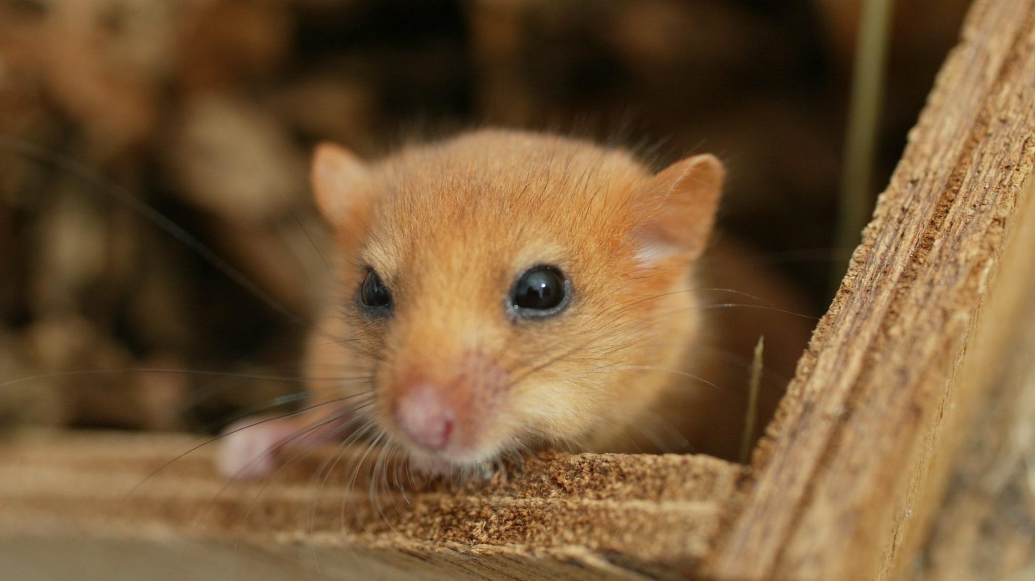 Dormouse peaking outside its box