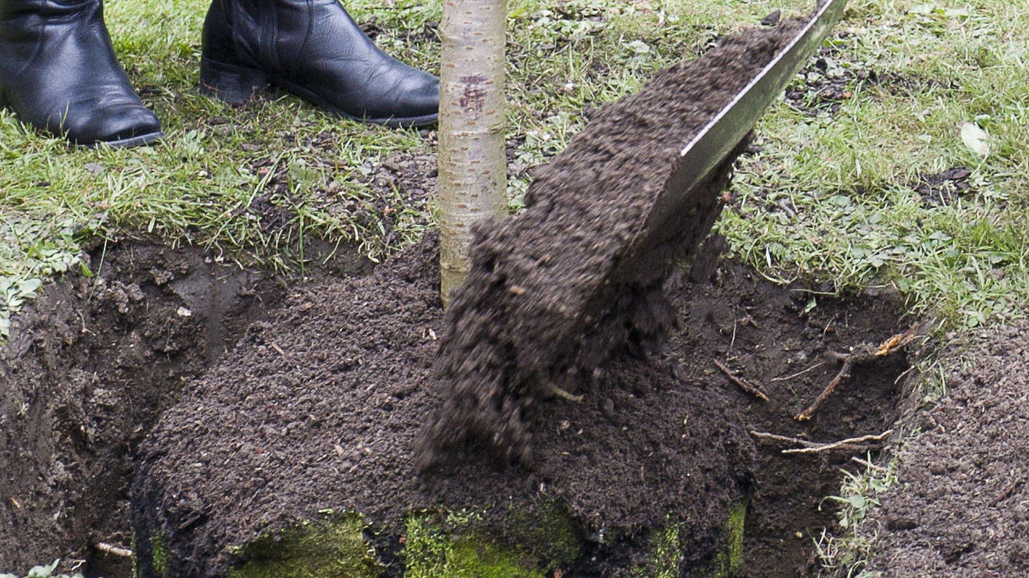 Tree planting