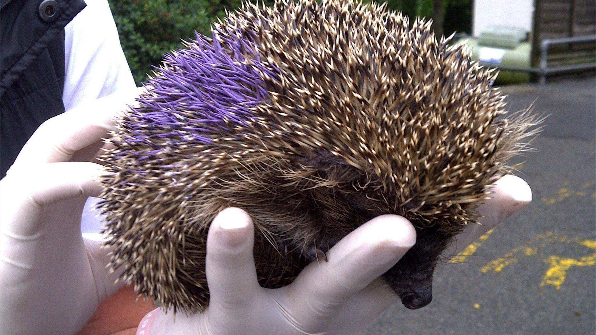 Hedgehog microchipped and painted ahead of release by GSPCA