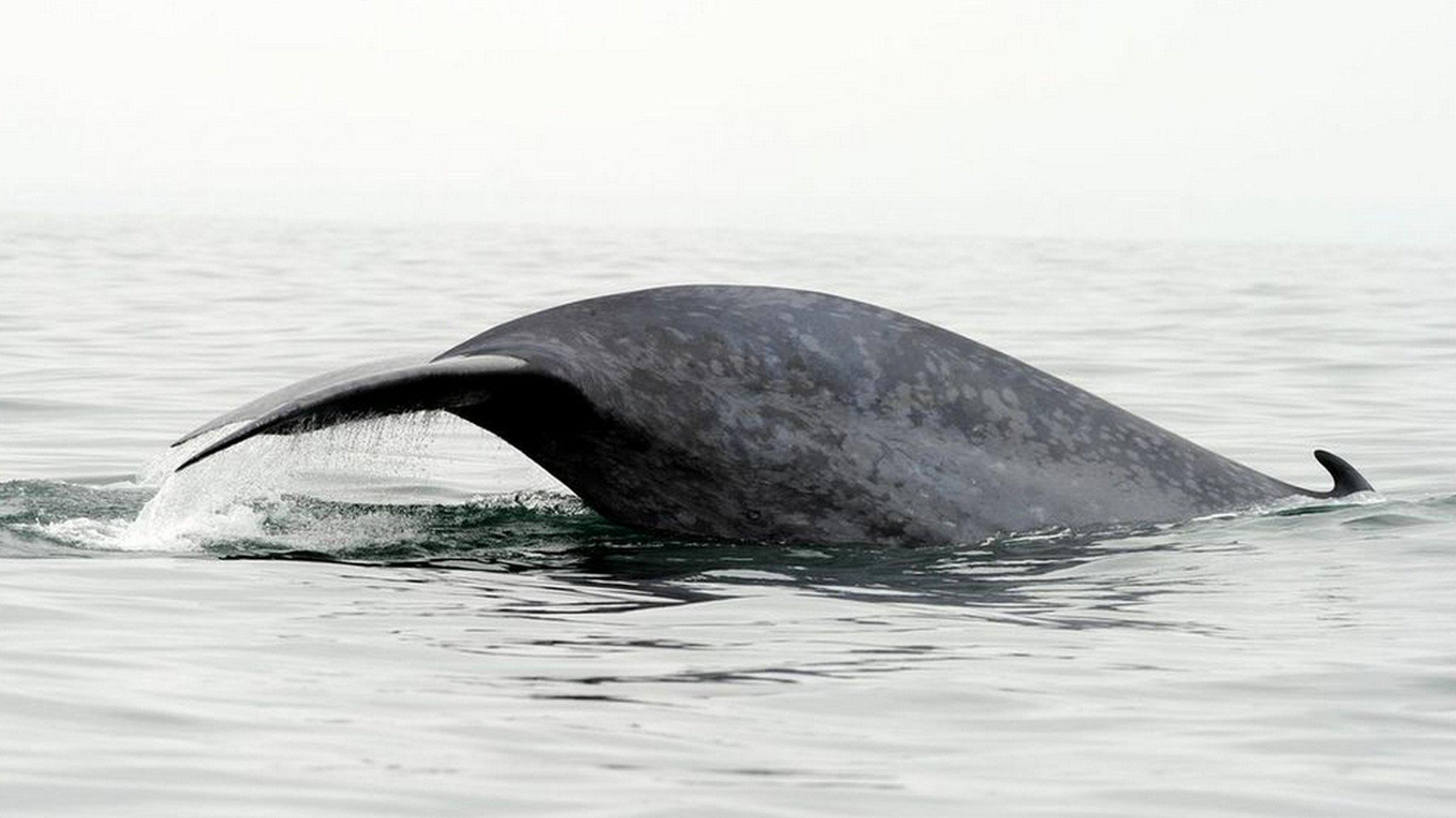 Blue whale fluke (c) Ari Friedlaender