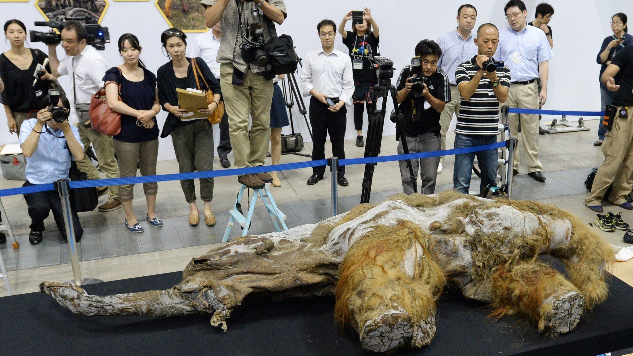 Photographers stand around a mammoth carcass in Yokohama, Japan