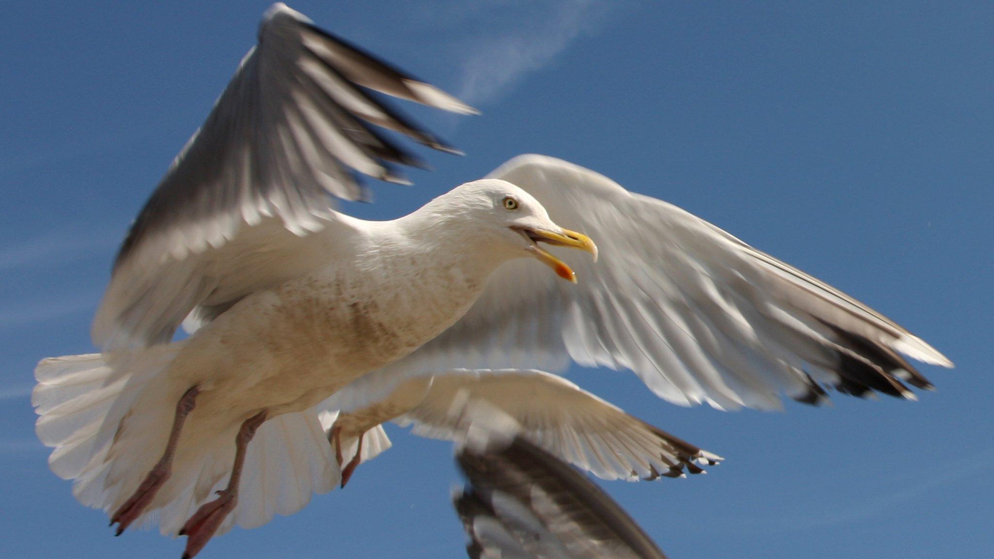 Seagulls