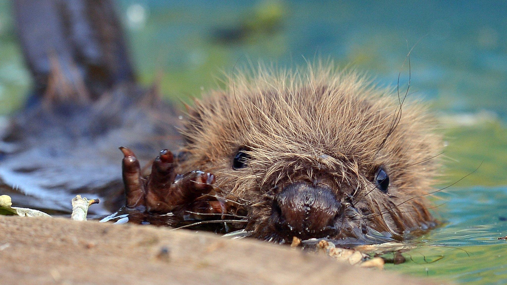 Young beaver