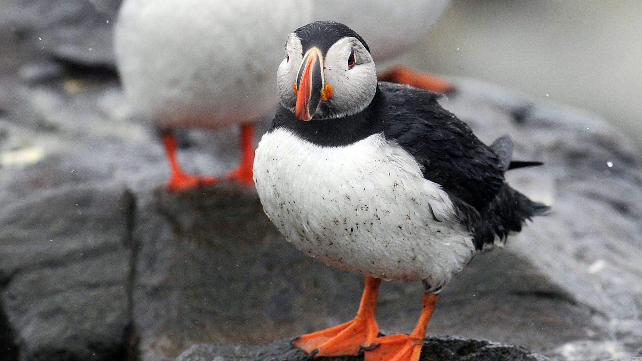 Puffin on the Farne Islands