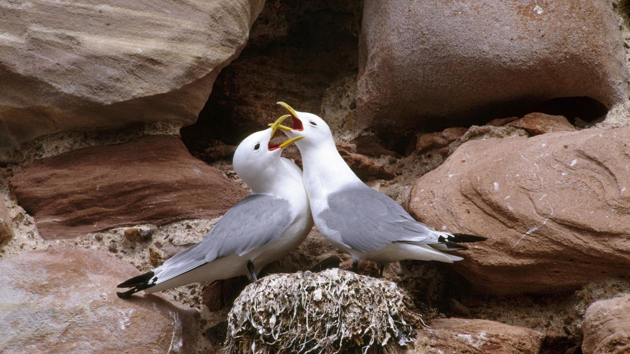 Kittiwakes in Orkney