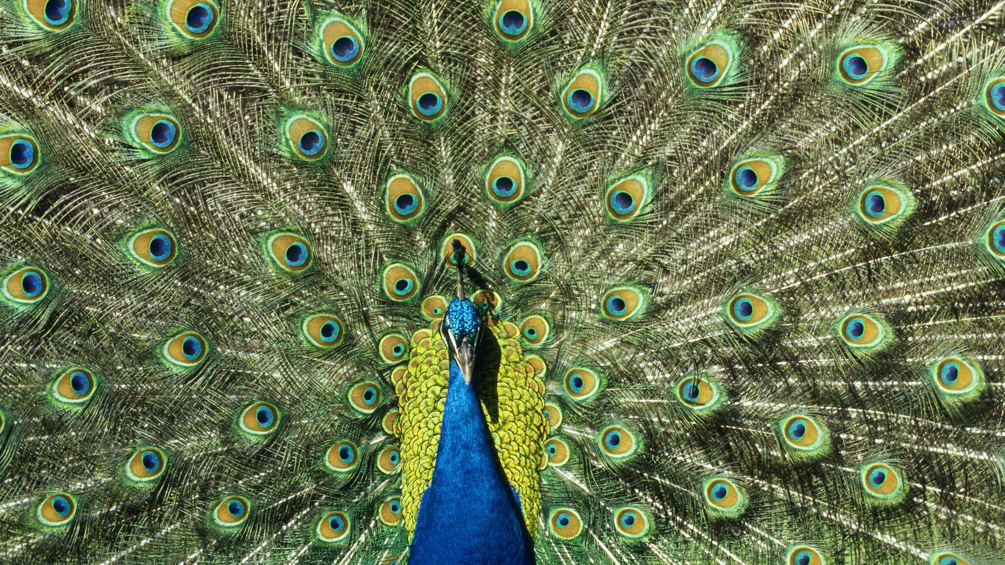 Peacock displaying its tail fan