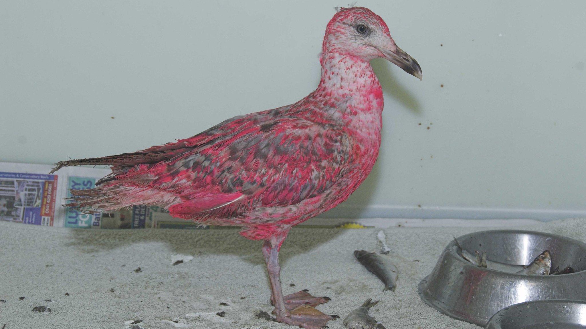 Herring gull covered in pink paint