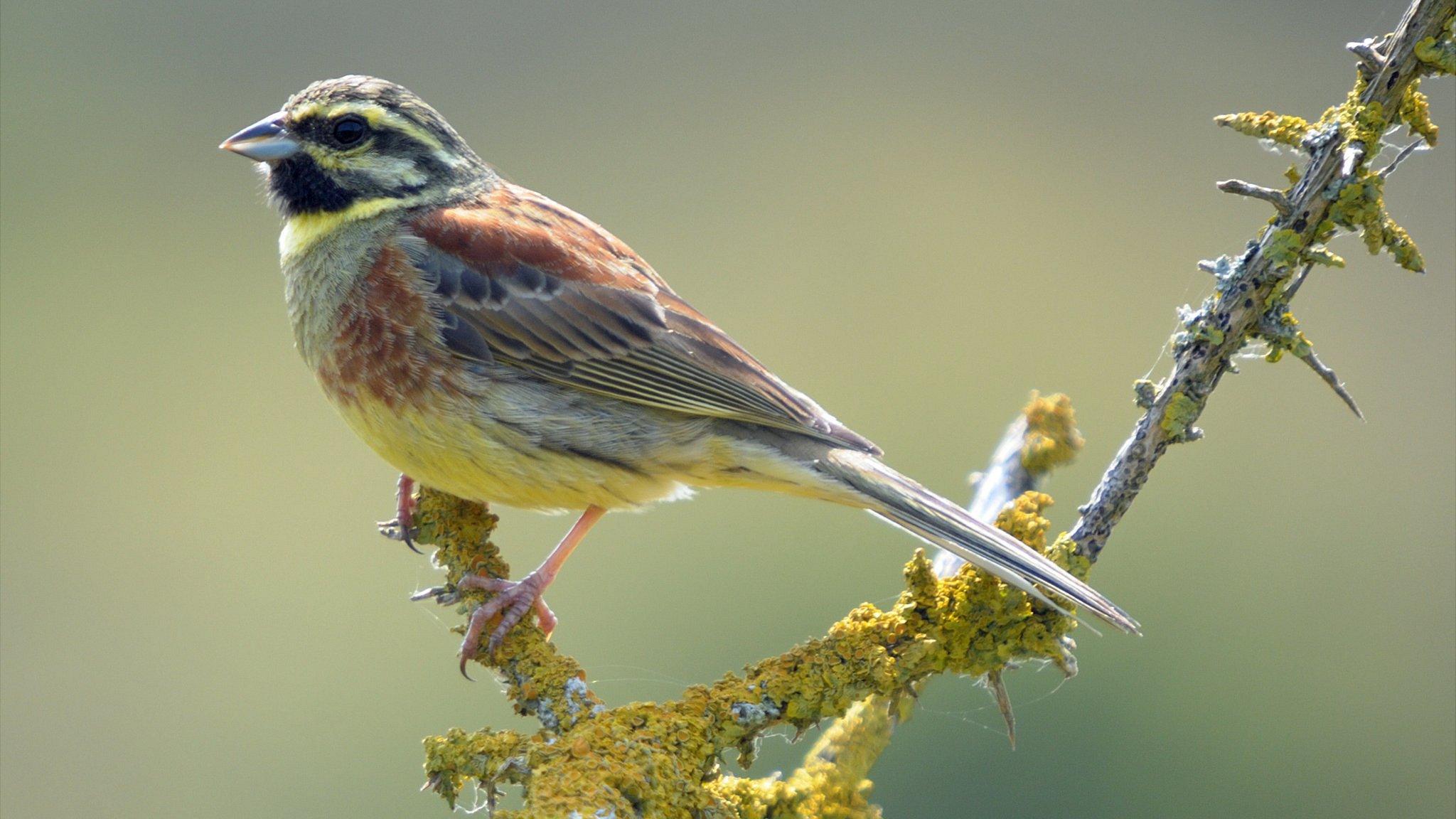 Cirl bunting (photo by Romano da Costa