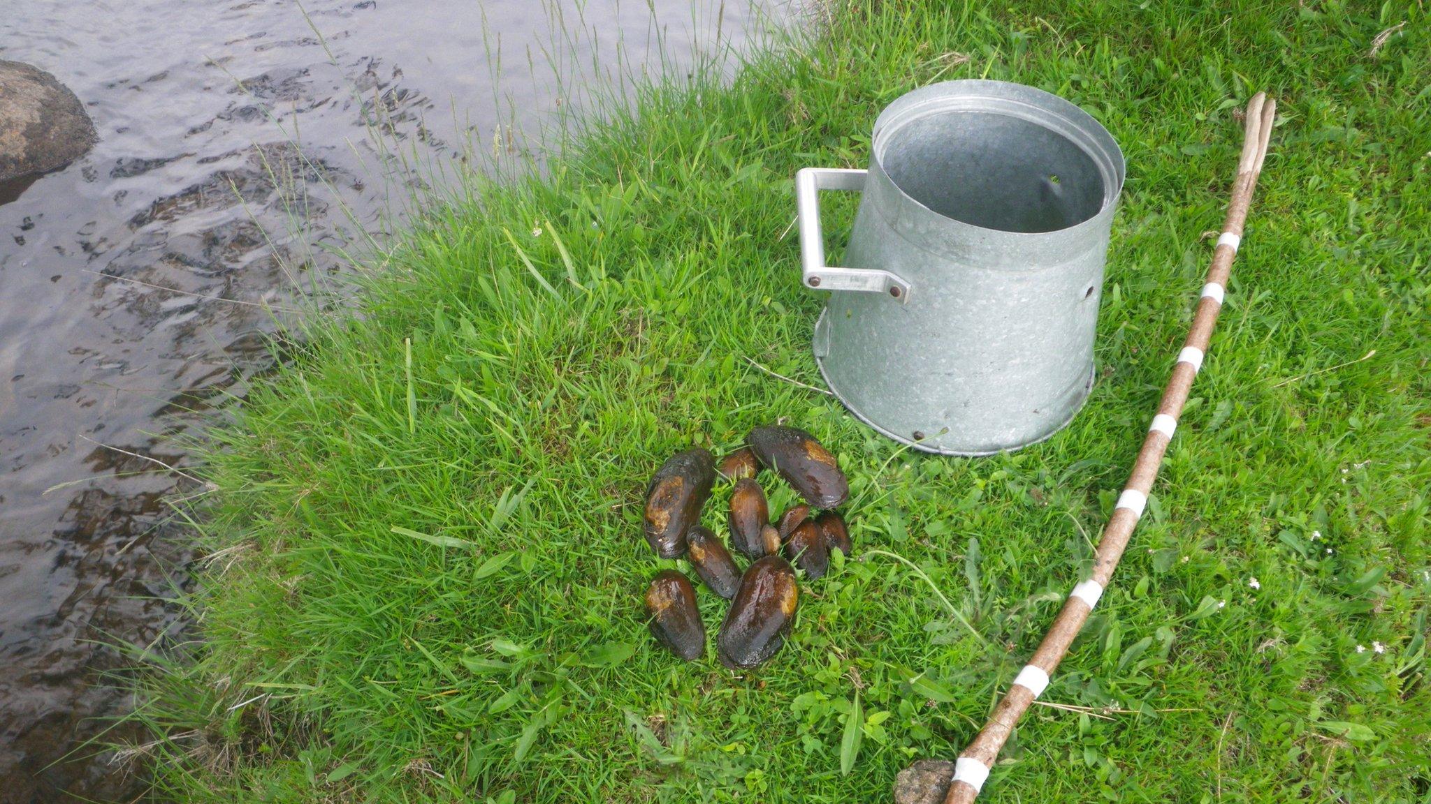 Poached mussels