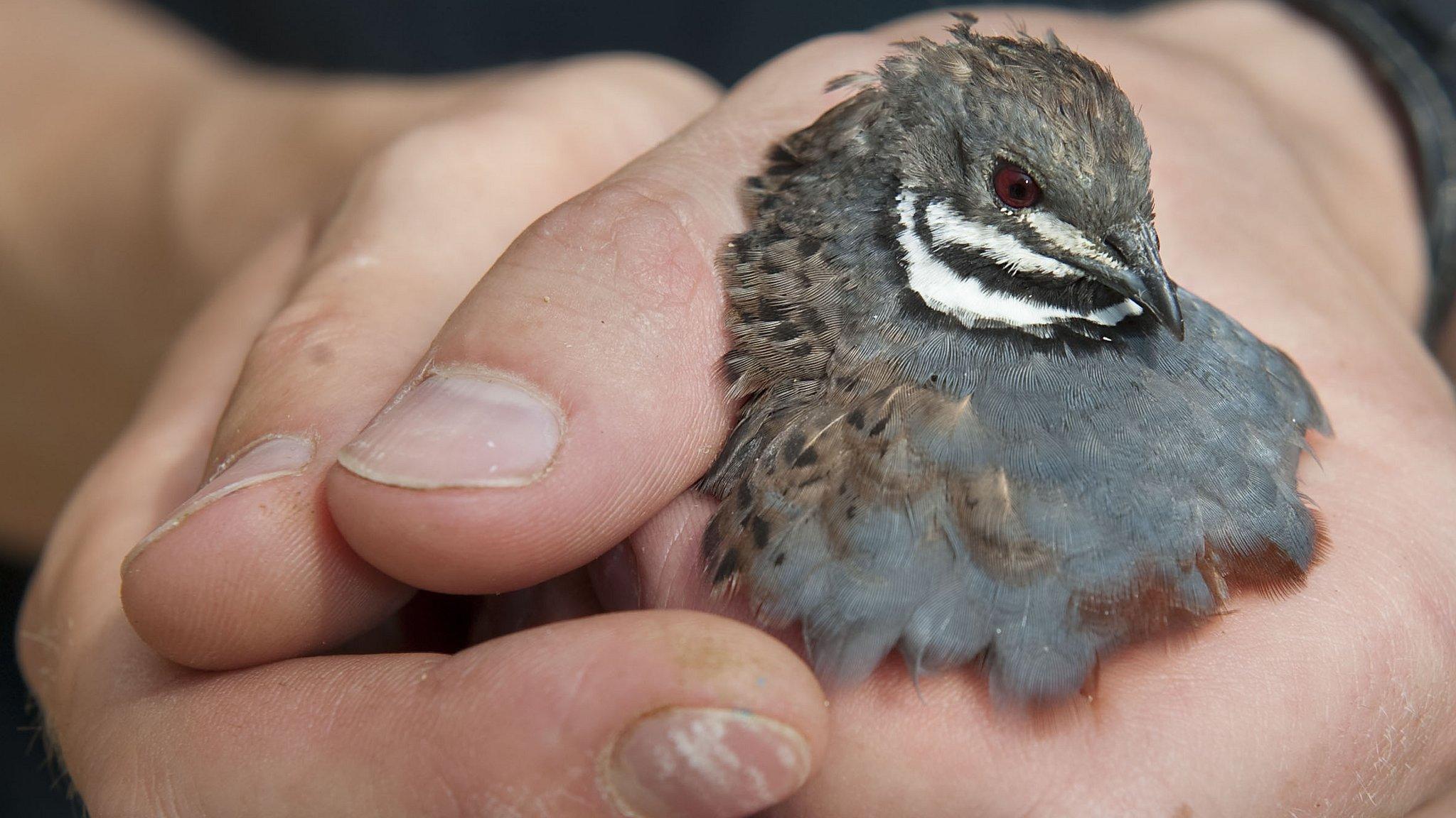 Chinese painted quail