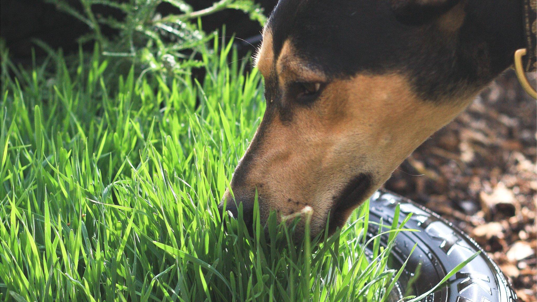 Bath Cats and Dogs Home sensory garden