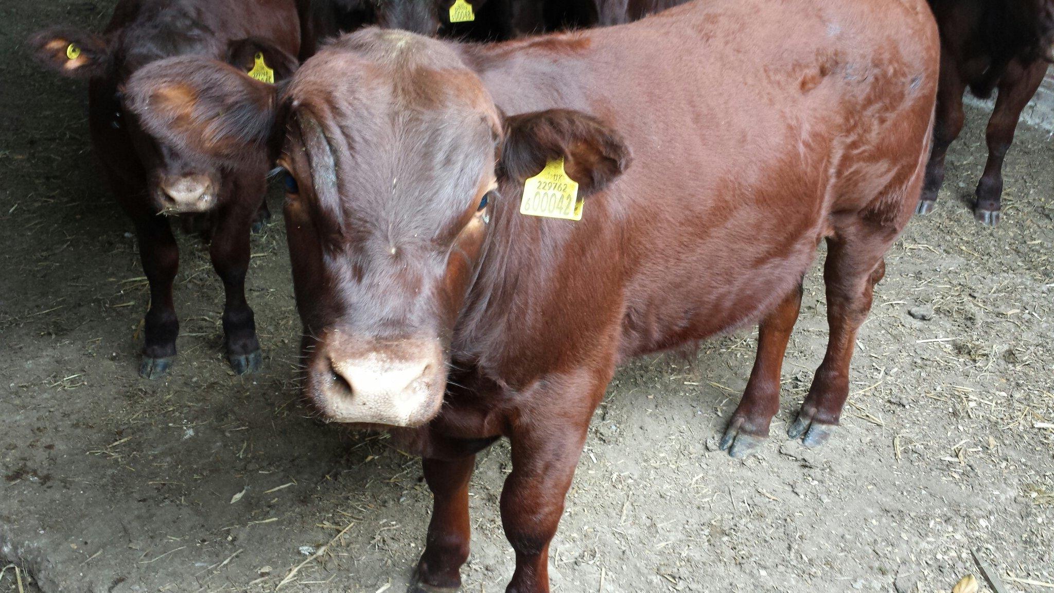 Red poll calf, Suffolk Food Hall