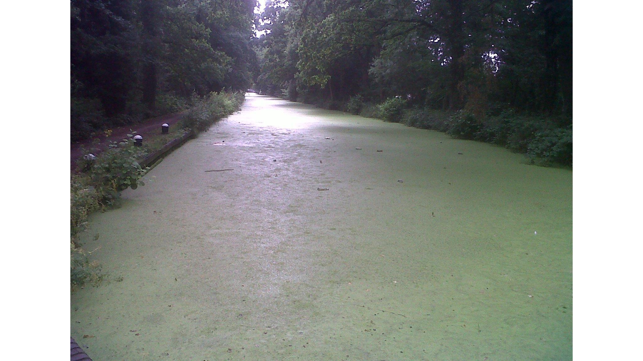 Duckweed covering the canal at West Byfleet