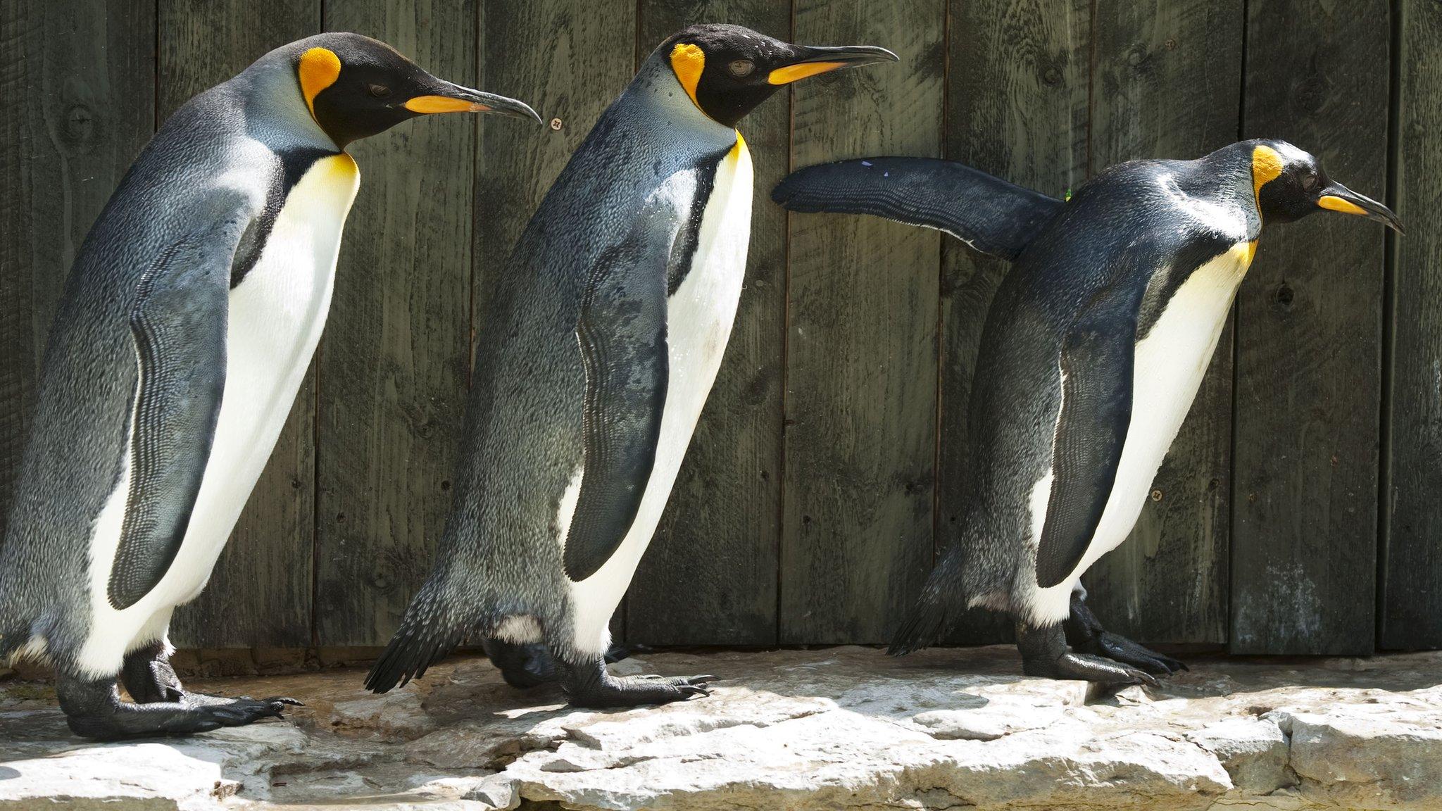 Missy (far right) leading other King penguins