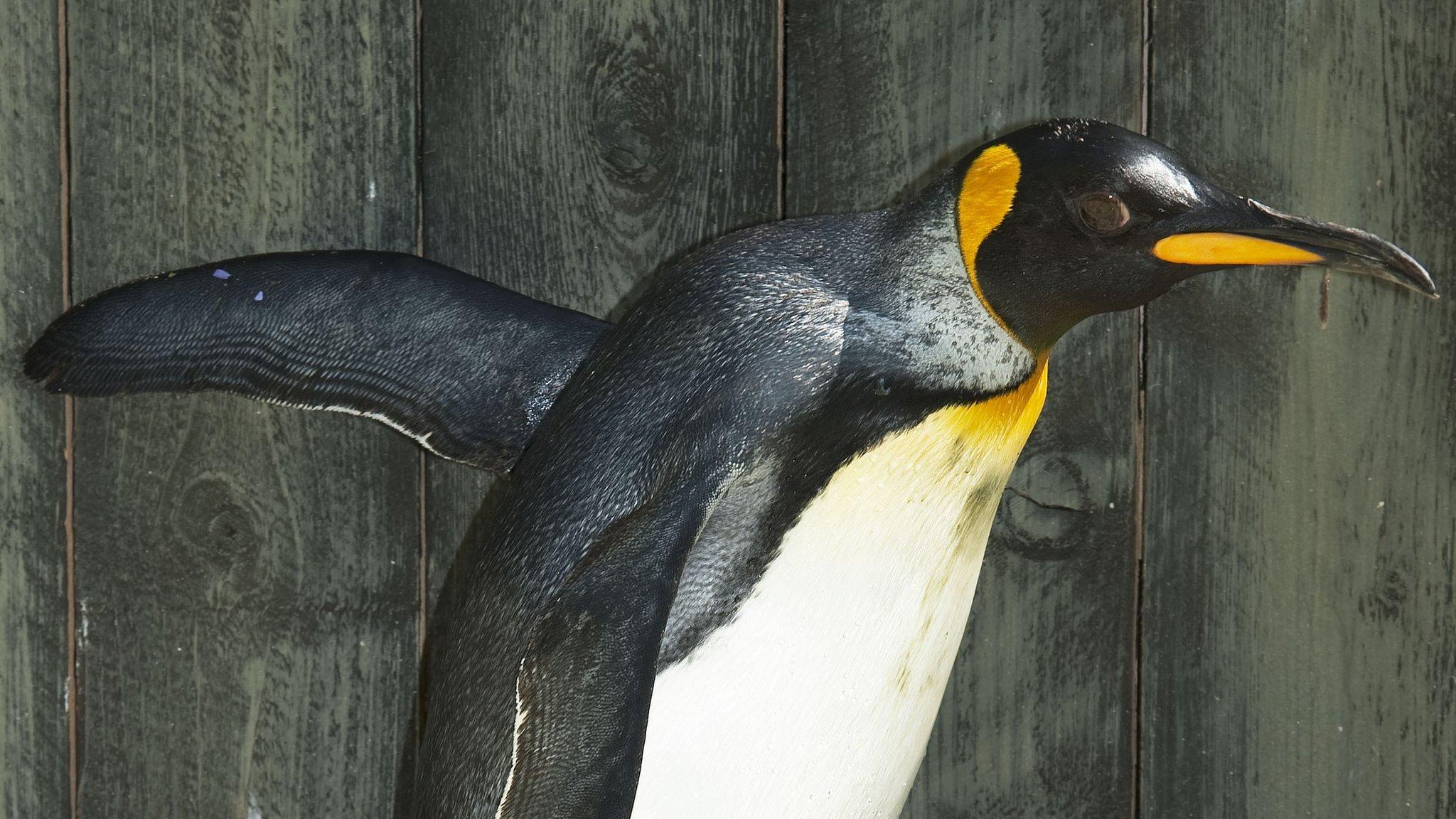 Missy the world's oldest penguin