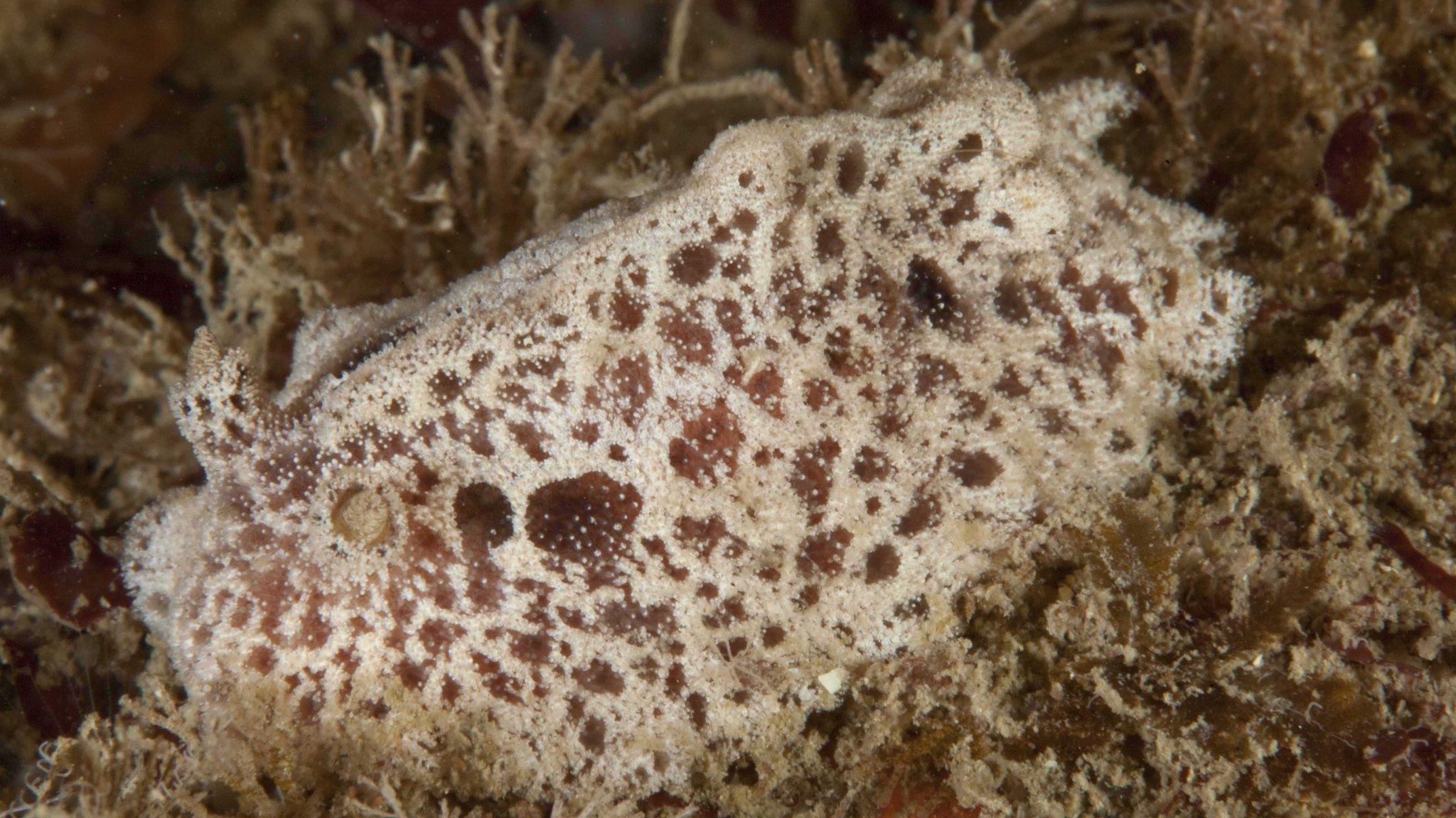 Sea slug Atagema gibba spotted by Sue Daly