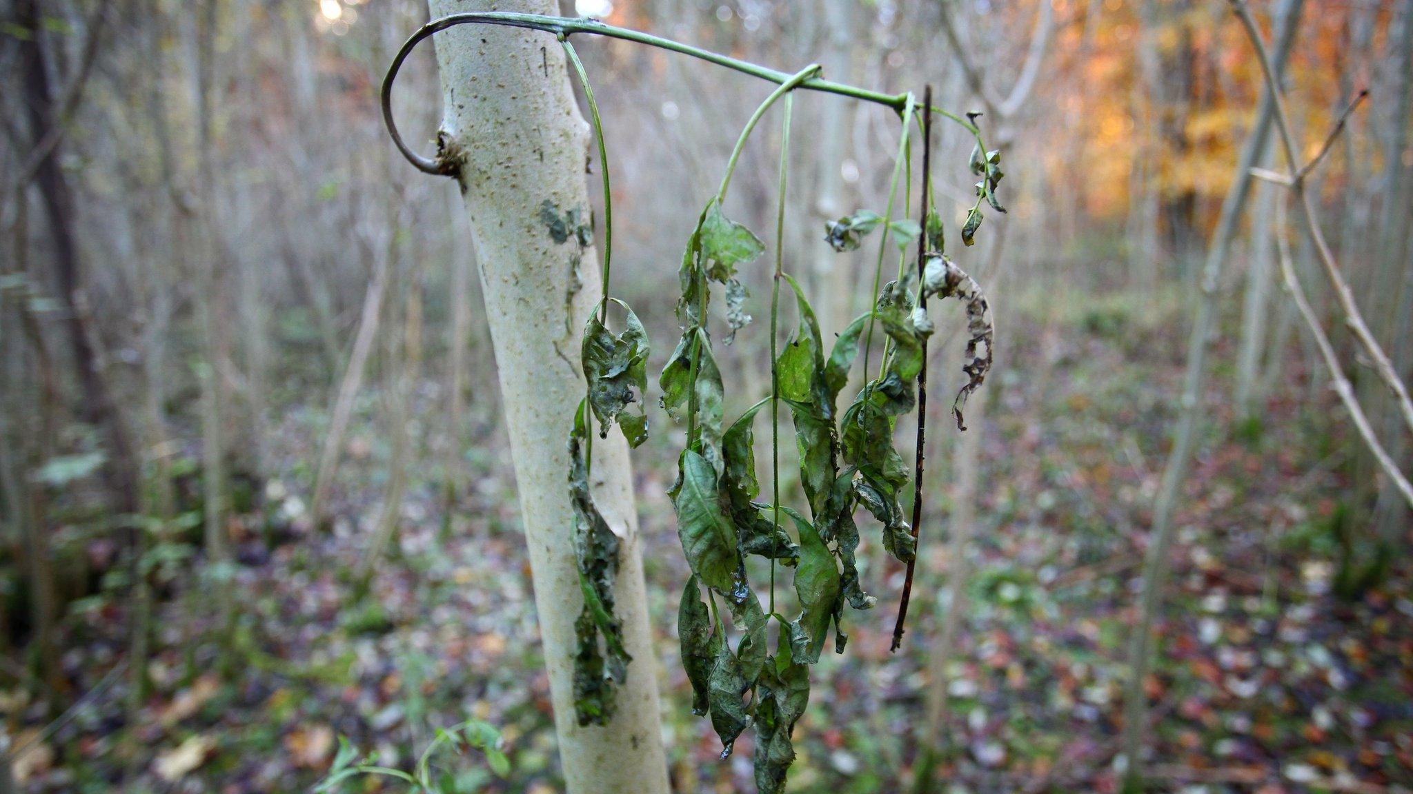 Young common ash tree