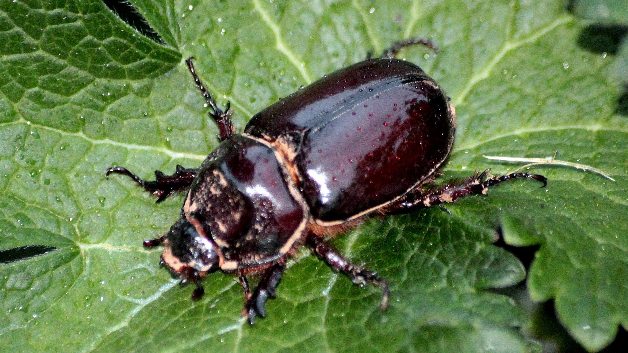 European rhinoceros beetle