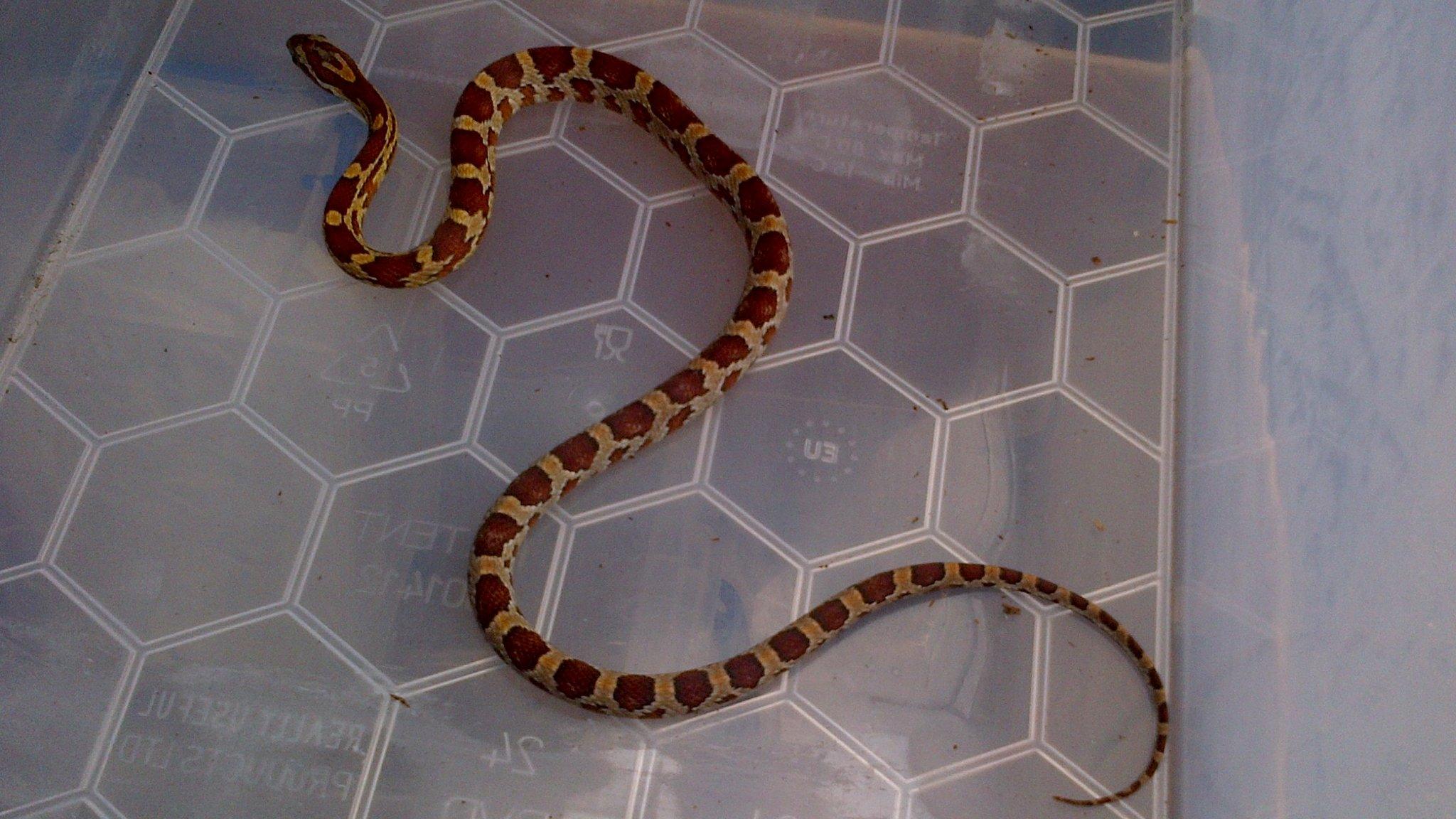 Disco the corn snake