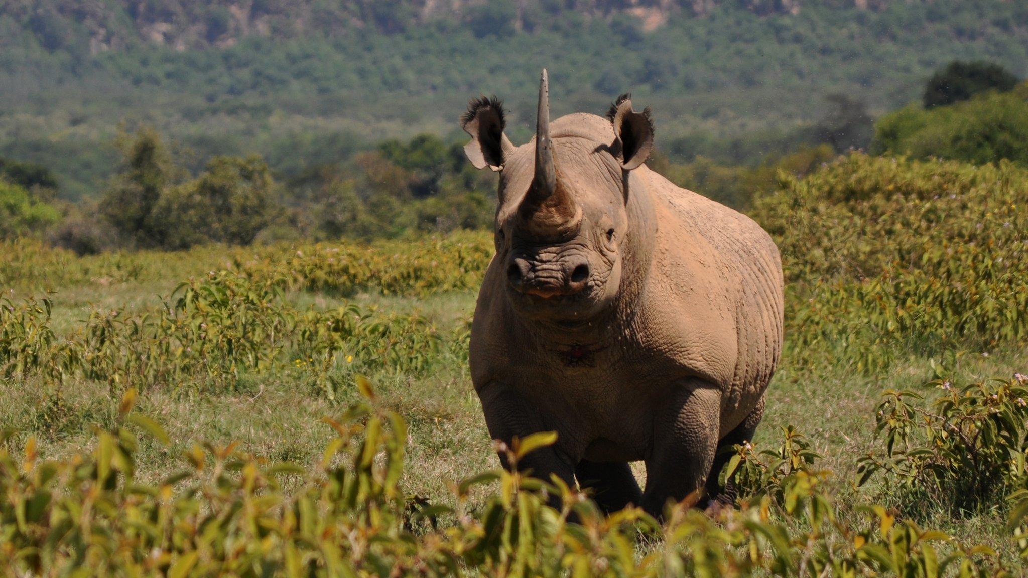 Black rhino