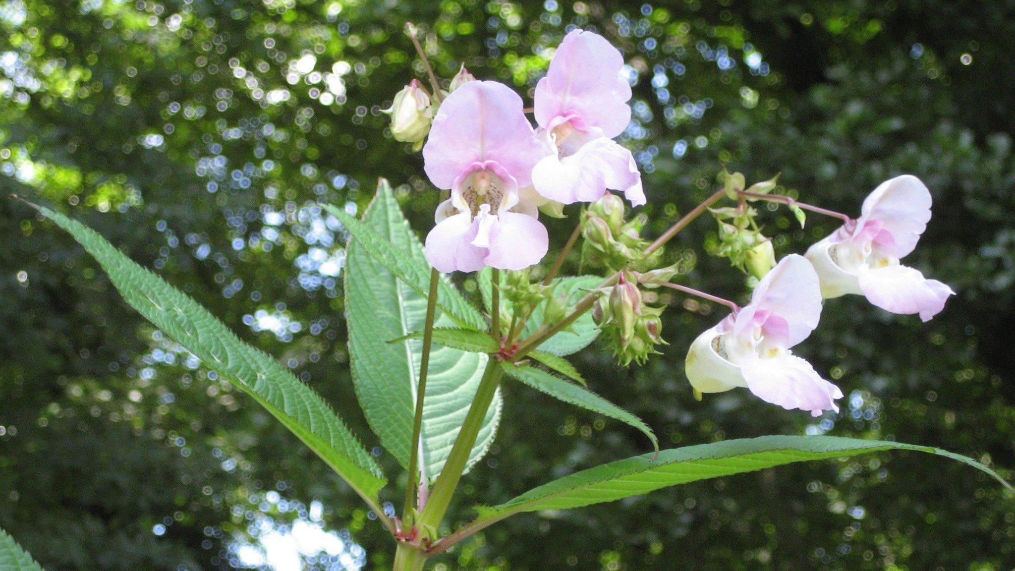 Himalayan balsam