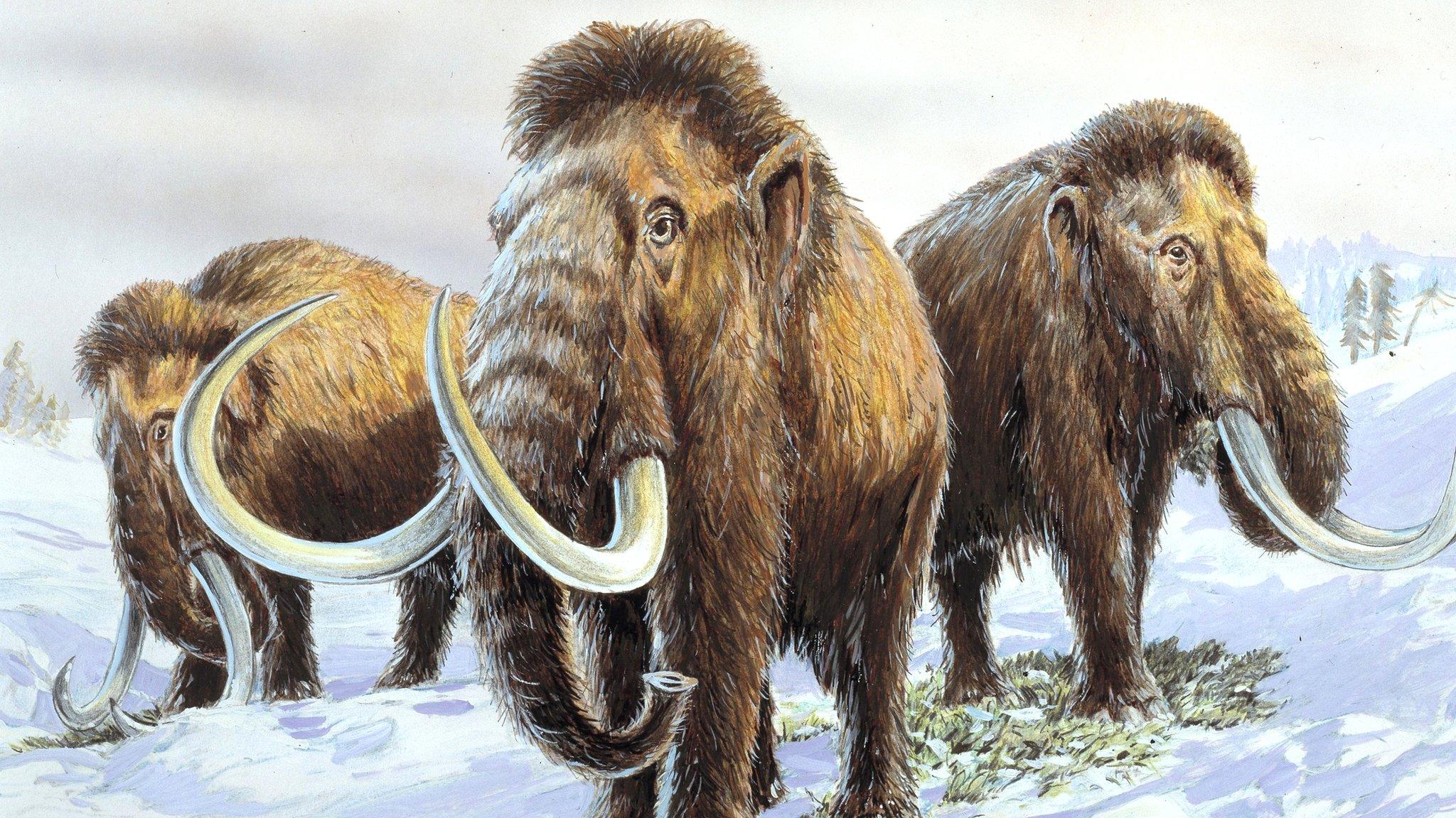 Woolly mammoth