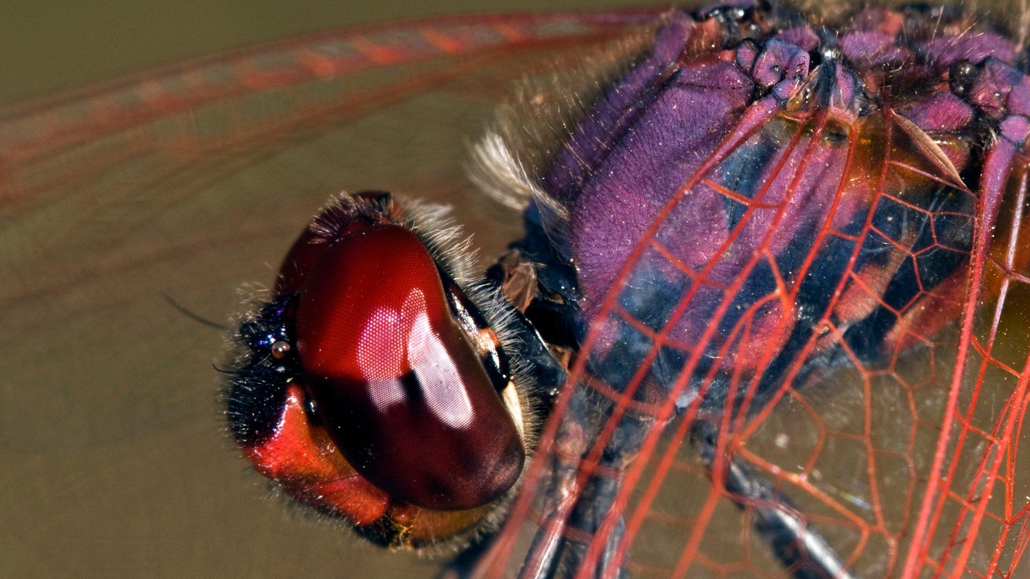 Ruddy darter dragonfly