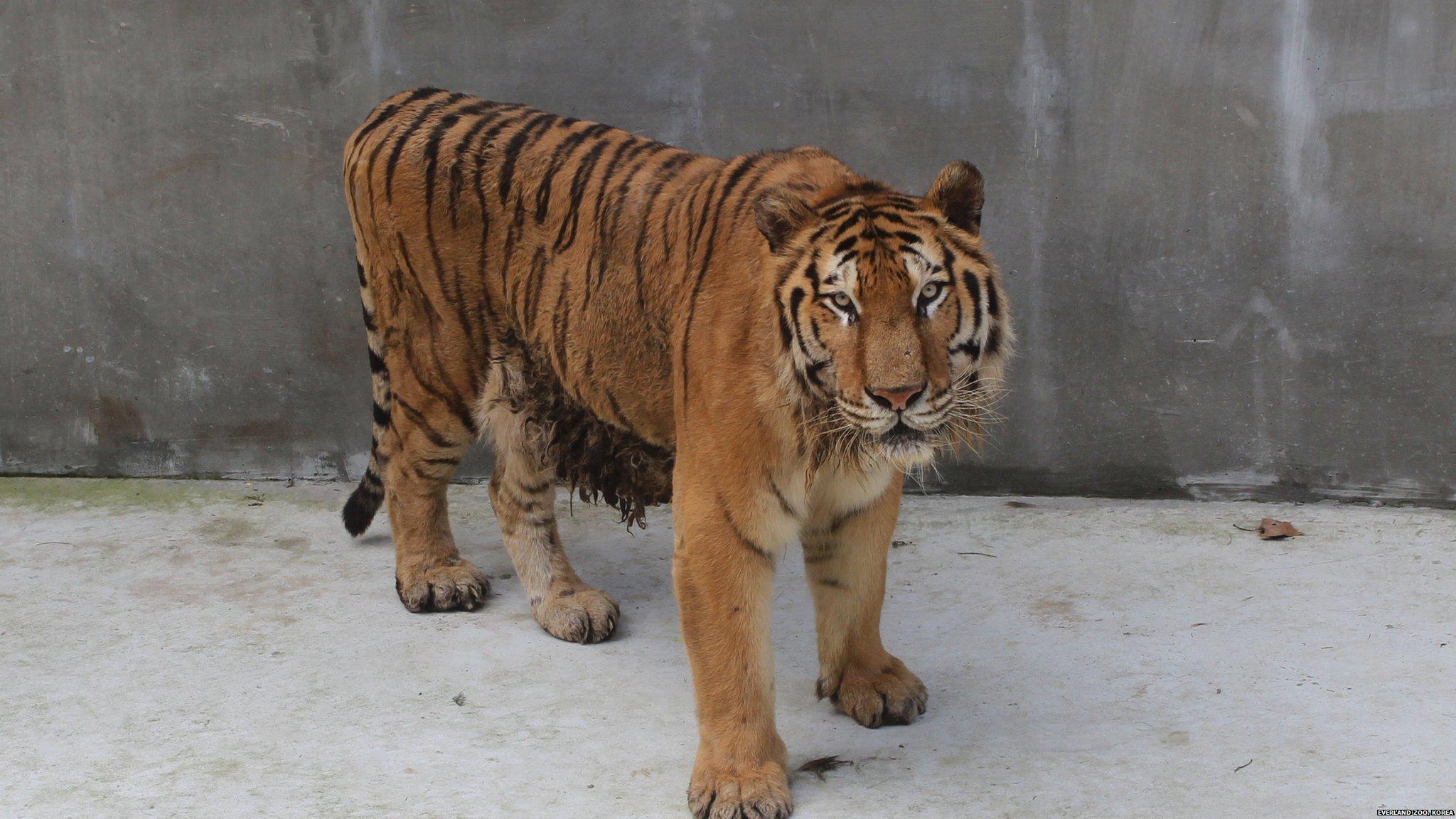 Taegeuk, a Siberian tiger at Everland Zoo, South Korea