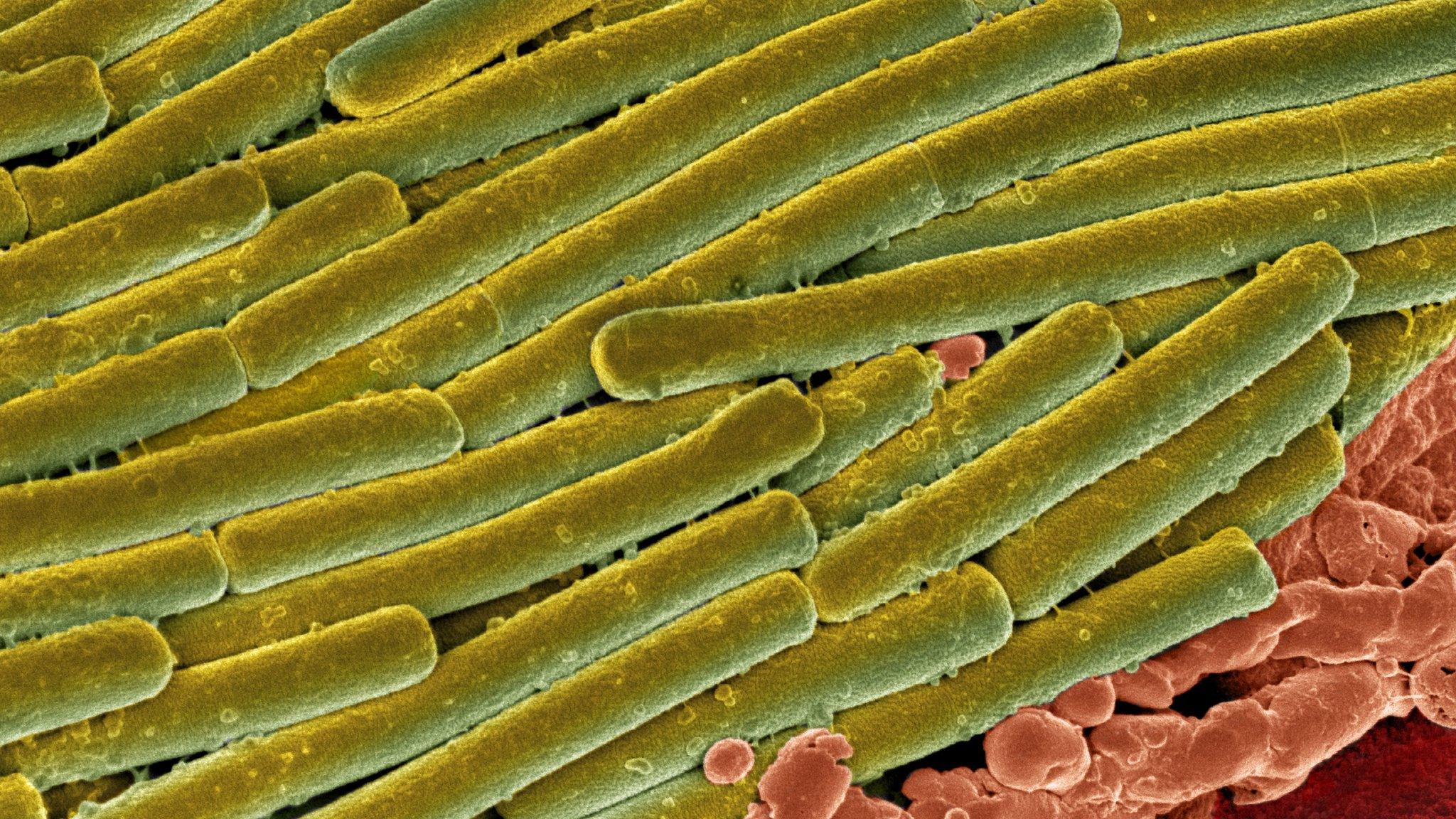 C. diff