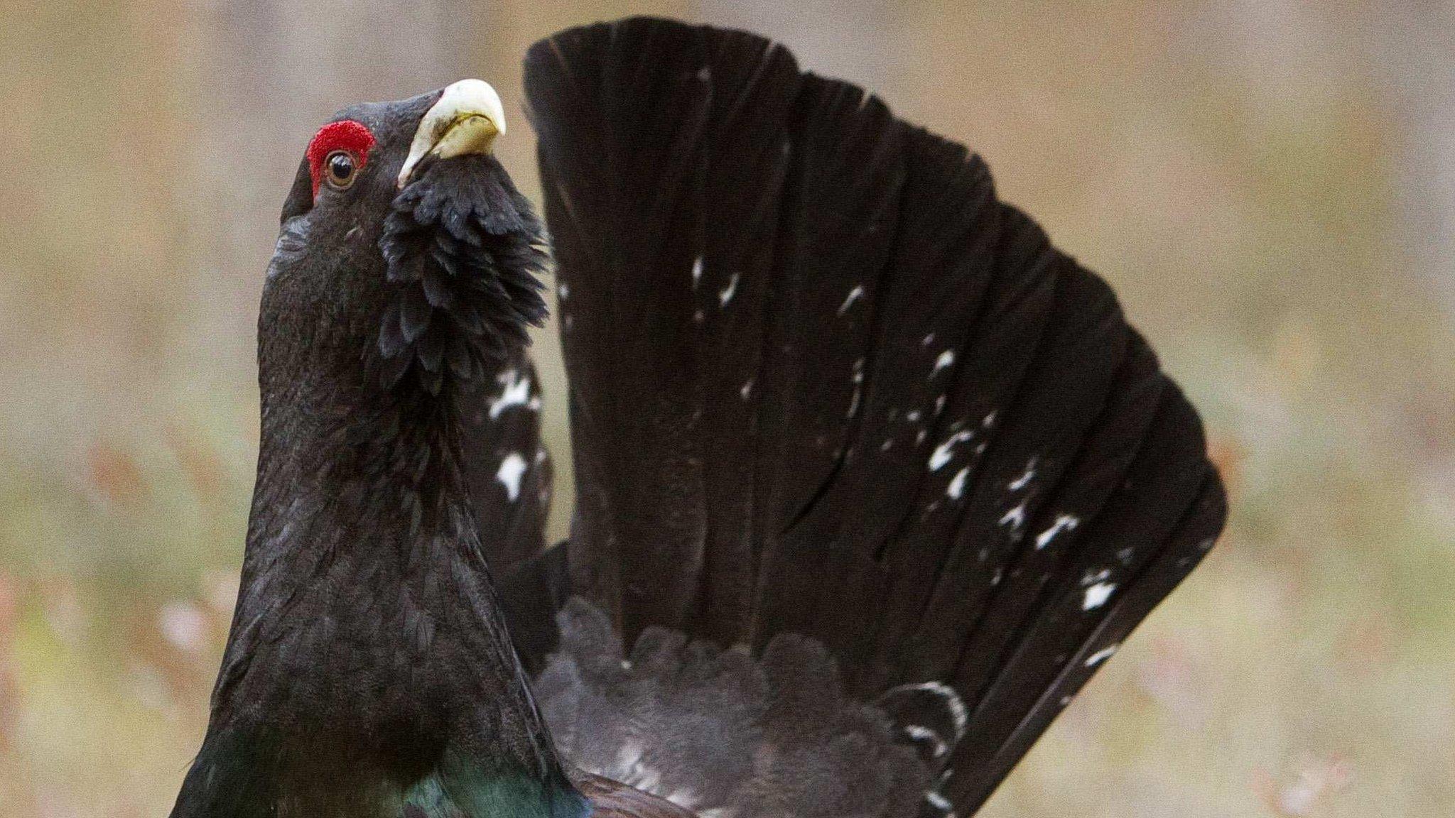 Capercaillie