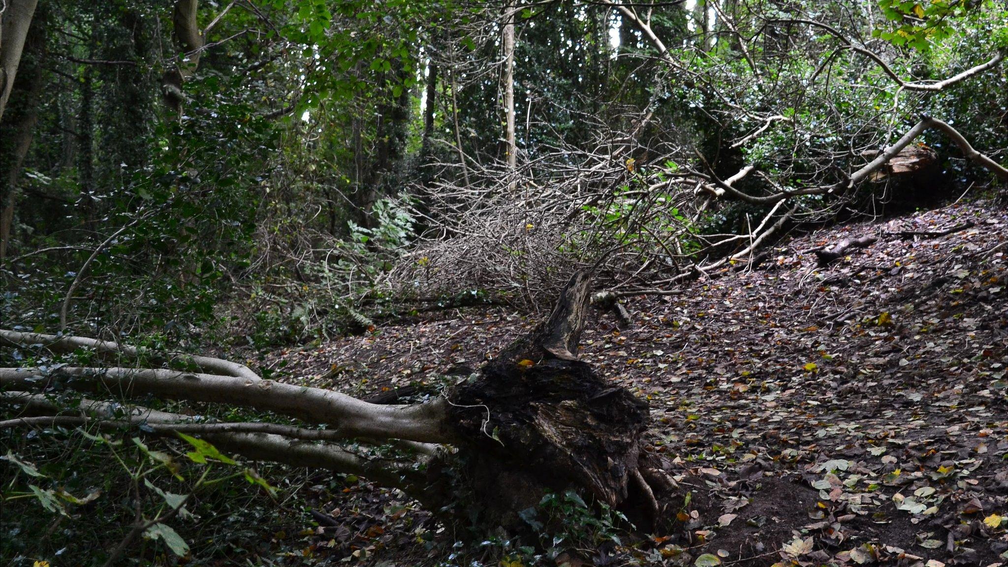 Bluebell Wood