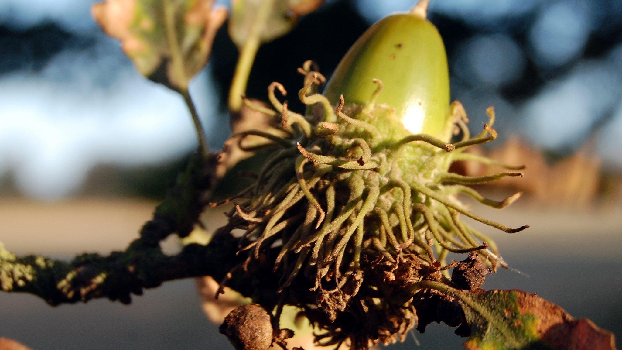 Oak acorn (Image: BBC)