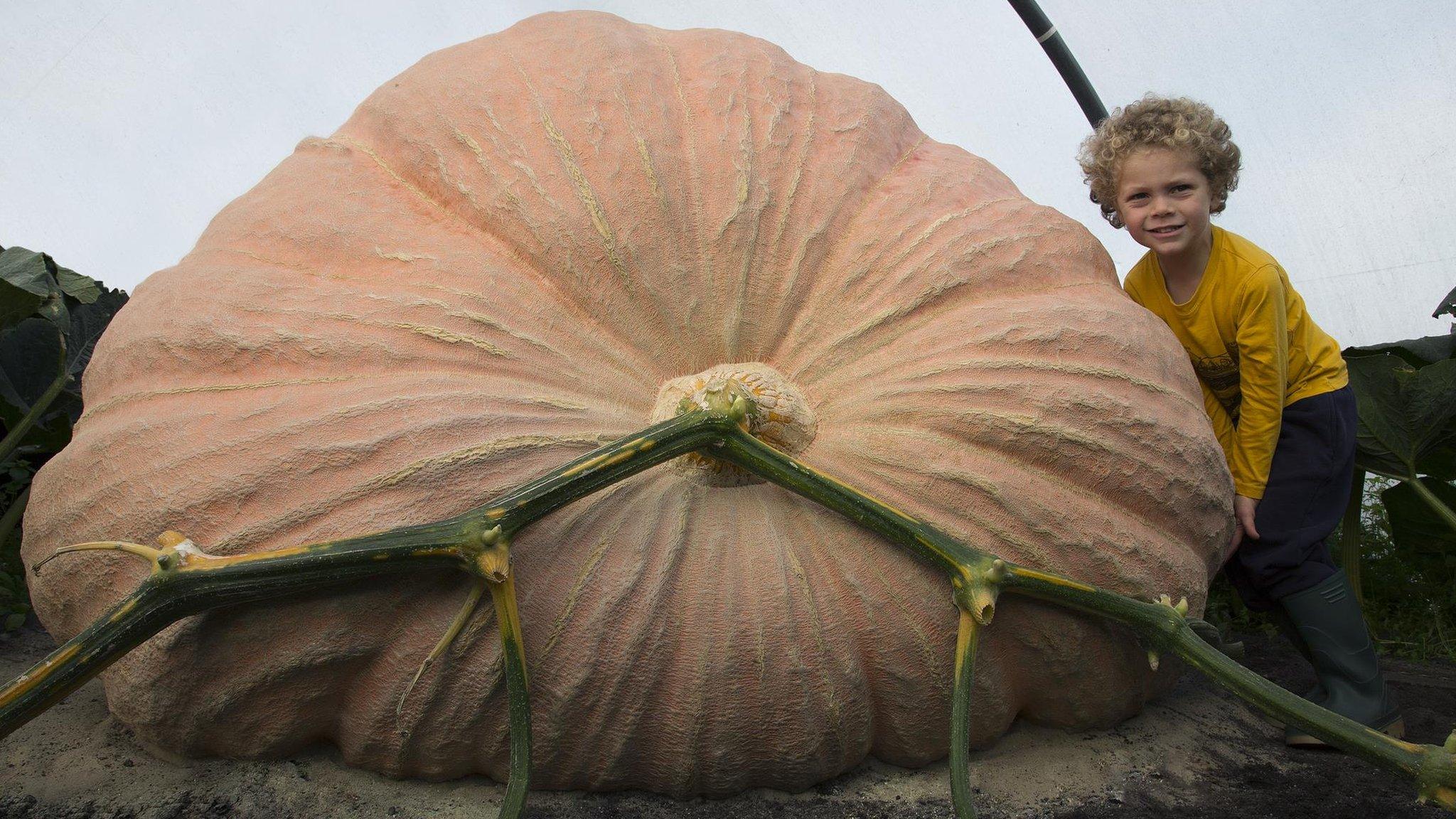 Mark Baggs's prize pumpkin